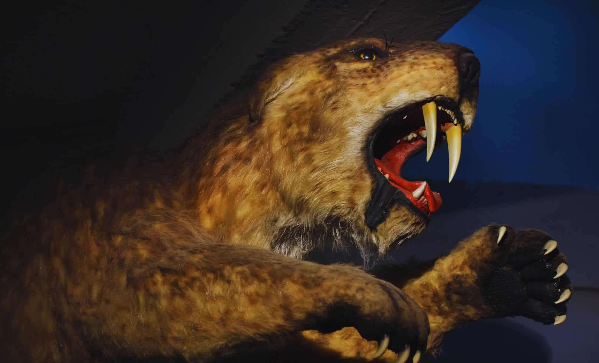 Unveiling a Massive Saber-Toothed Cat That Hunted Giant Prey 9 Million Years Ago 