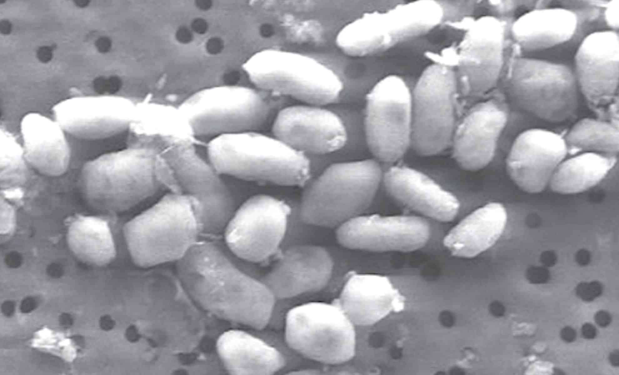 NASA’s Landmark Astrobiology Study Retracted After 15 Years Amid Controversy 