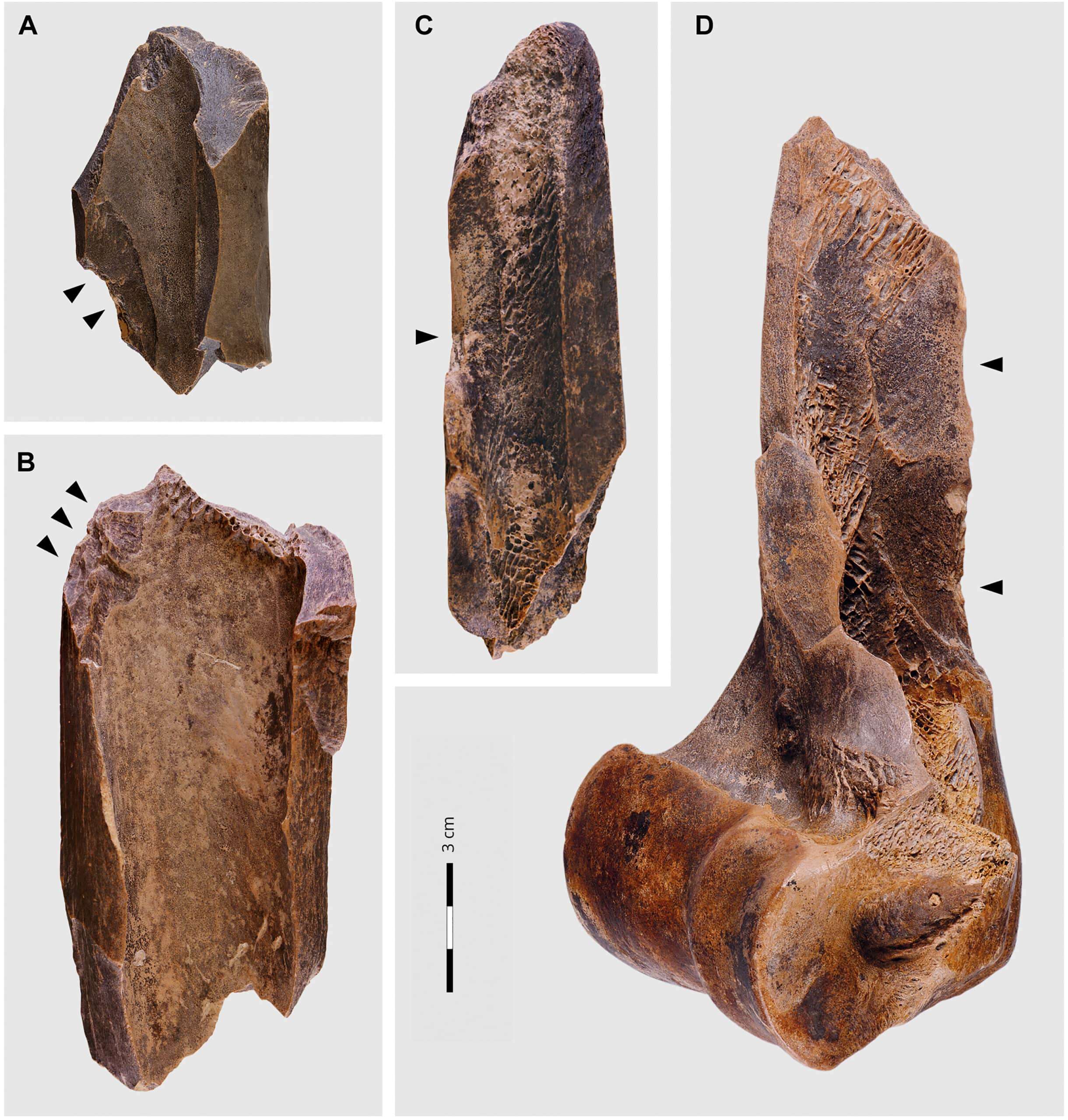 Large-scale-processing-of-within-bone-nutrients-by-Neanderthals-scaled-11b9ca61b0563fcab1b6f5923e5d94d9.jpg