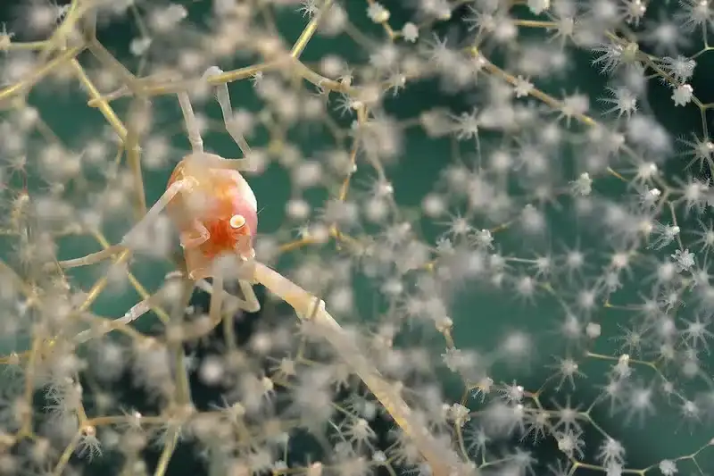 A-Chrysogorgia-coral-and-squat-lobster-pictured-off-the-coast-of-Motu-Motiro-Hiva-38fb95edcf8e64ca98036bfdb2e45e0c.webp