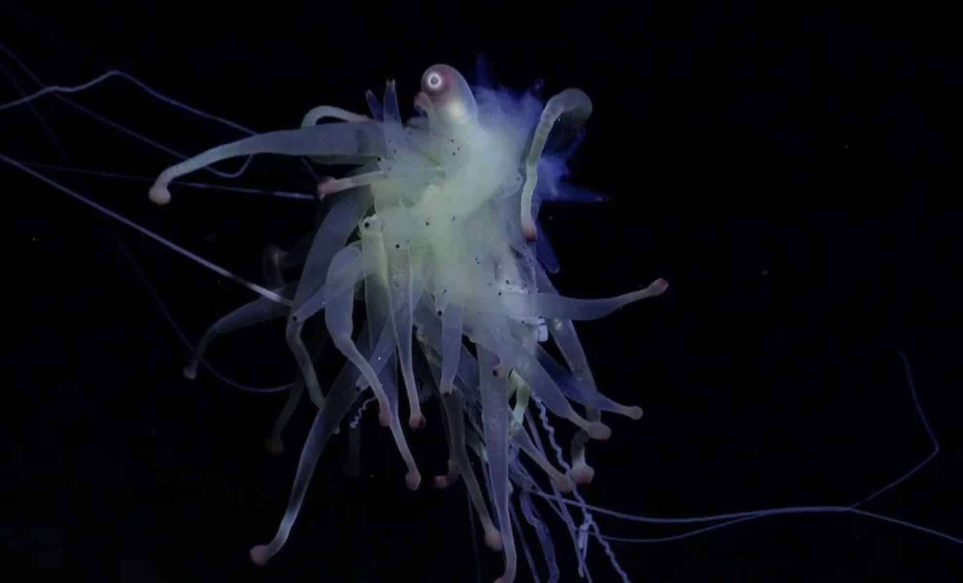 Deep-Sea Expedition Uncovers Over 50 Previously Unknown Marine Species Near Easter Island 
