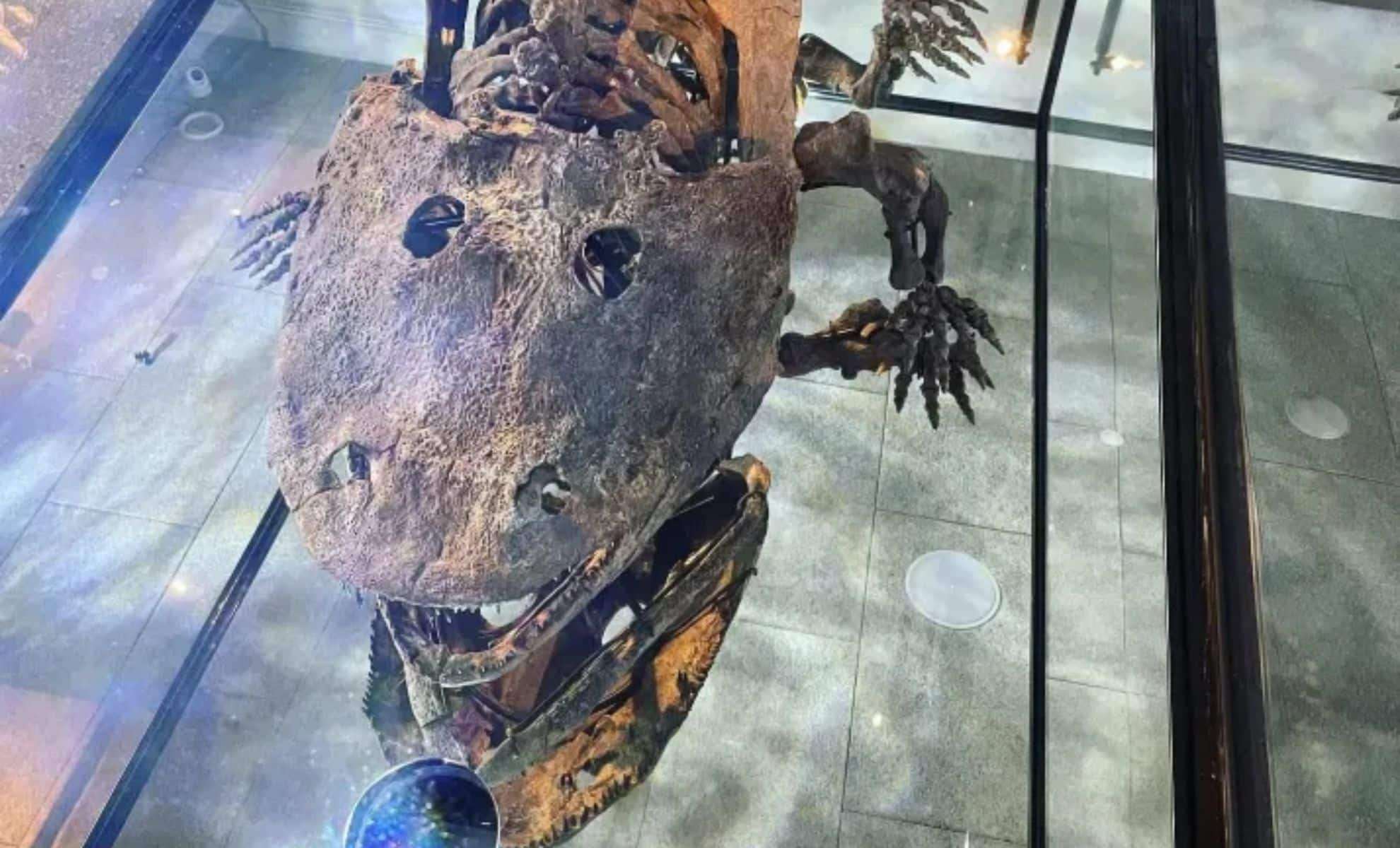 Ancient Amphibian Skull Unearthed in Texas Bears Surprising Cartoon Likeness 