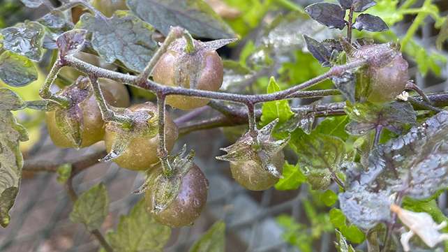 GrowingTomatoes-bf621f6be181d00191881773cf659c6c.jpg