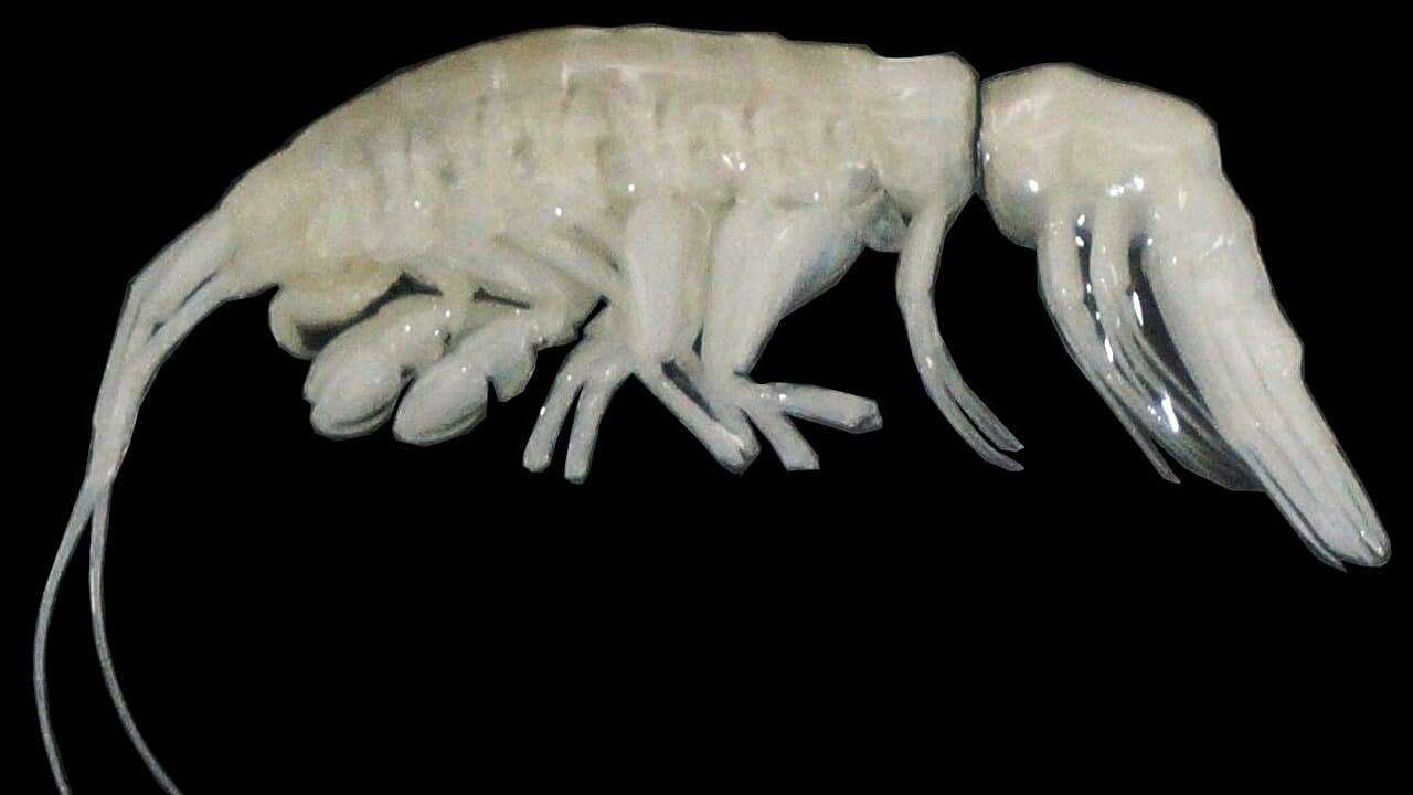 The-newly-discovered-crustacean-Dulcibella-camanchaca-1-1f25958498cc9af96e849ca5baf7116d.jpeg