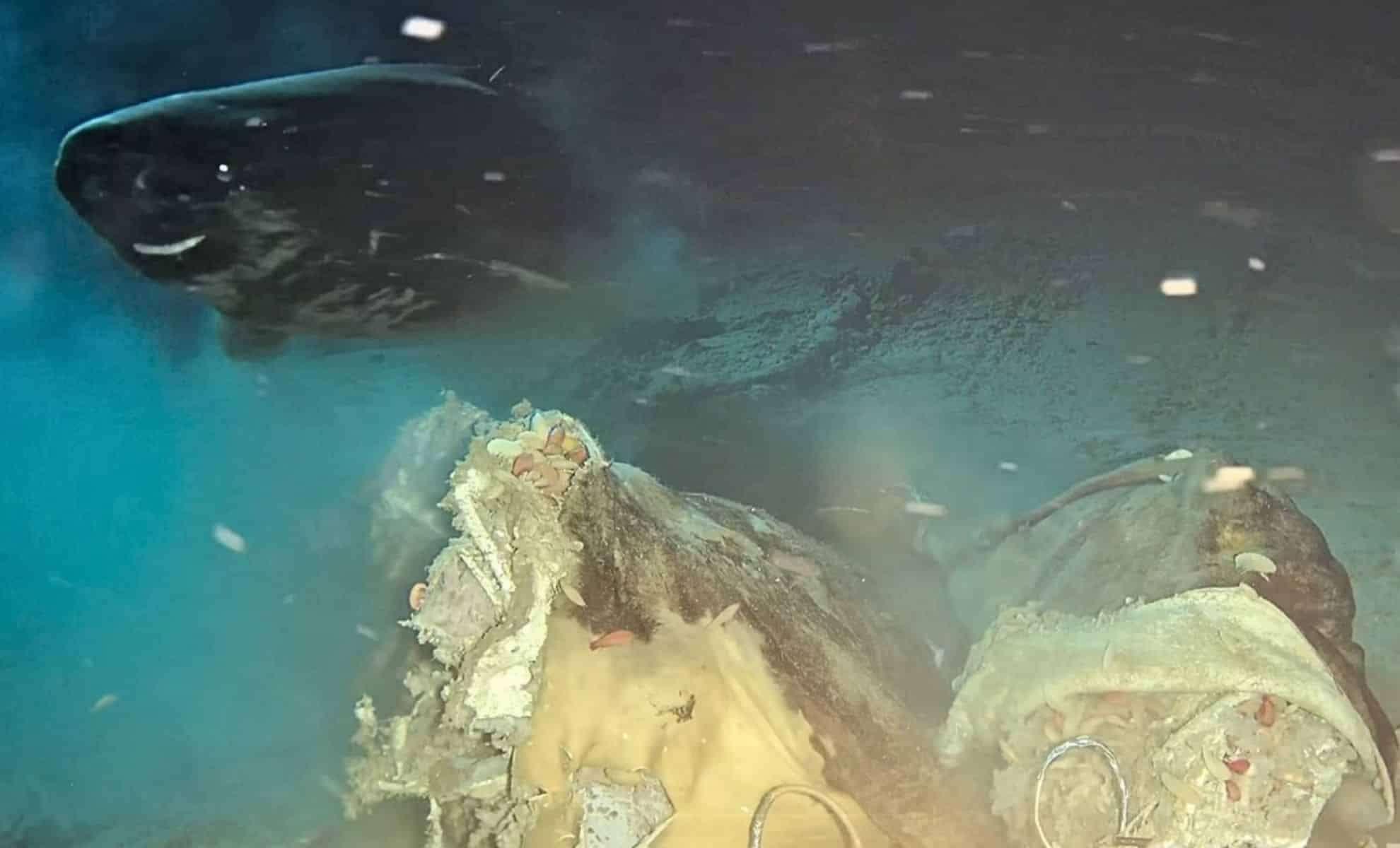 Researchers Observe Eight Pacific Sleeper Sharks Responding to Deep-Sea Cow Carcass in South China Sea 