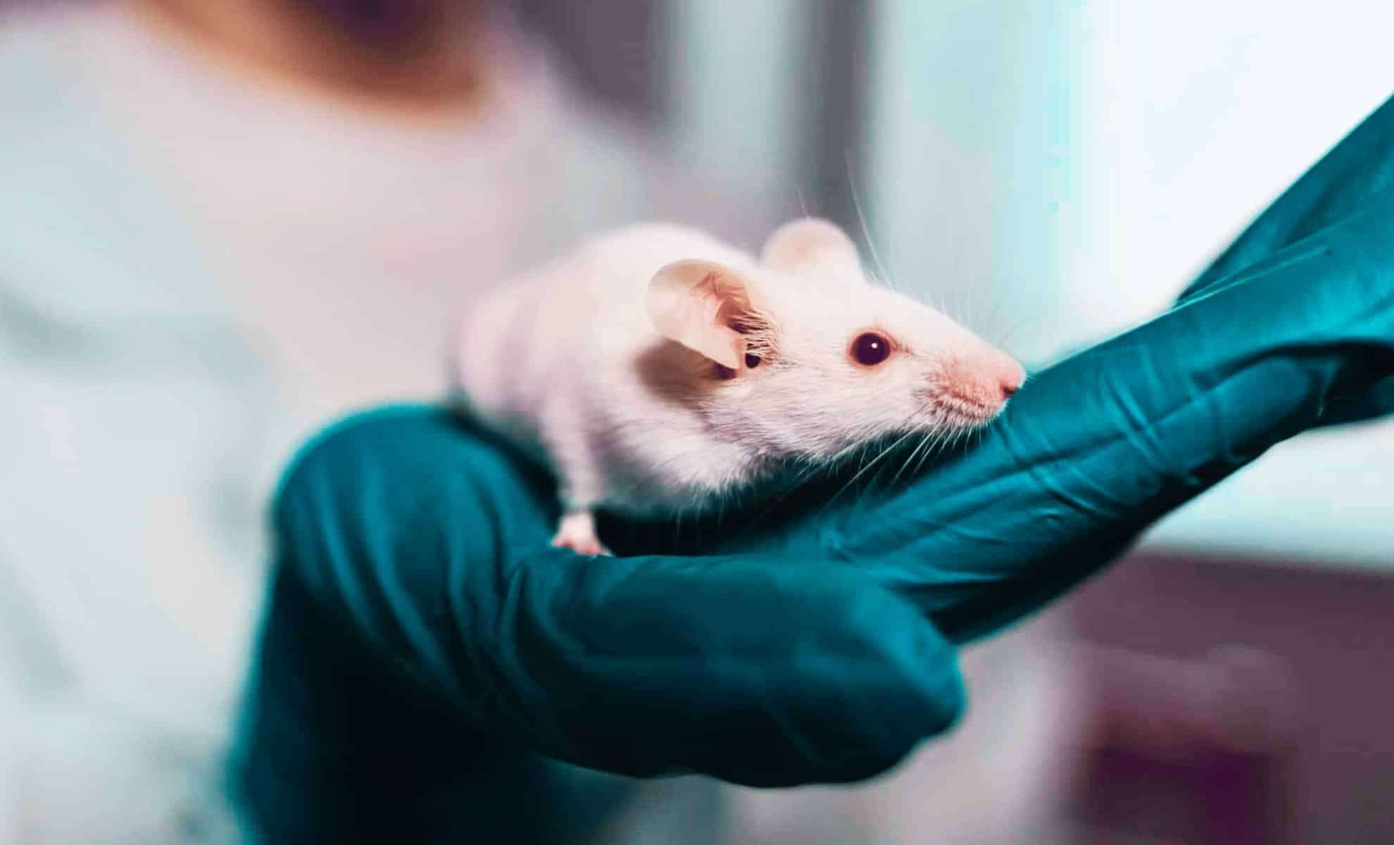 Injecting 40,000-Year-Old Neanderthal DNA into Mice Reveals Astonishing Skeletal Transformations 