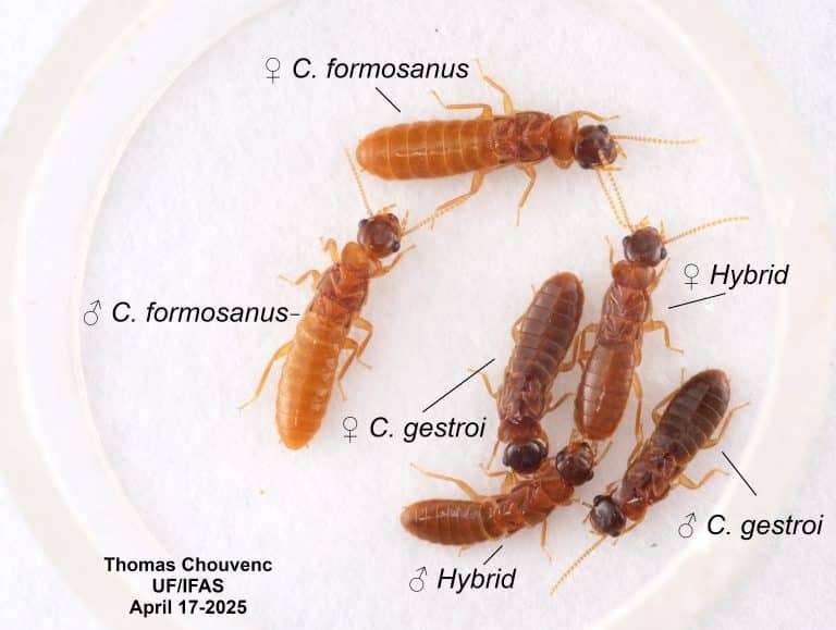 All-species-comparison-768x579-1-269820dd05beac3f145d67d2d1a6db7b.jpg
