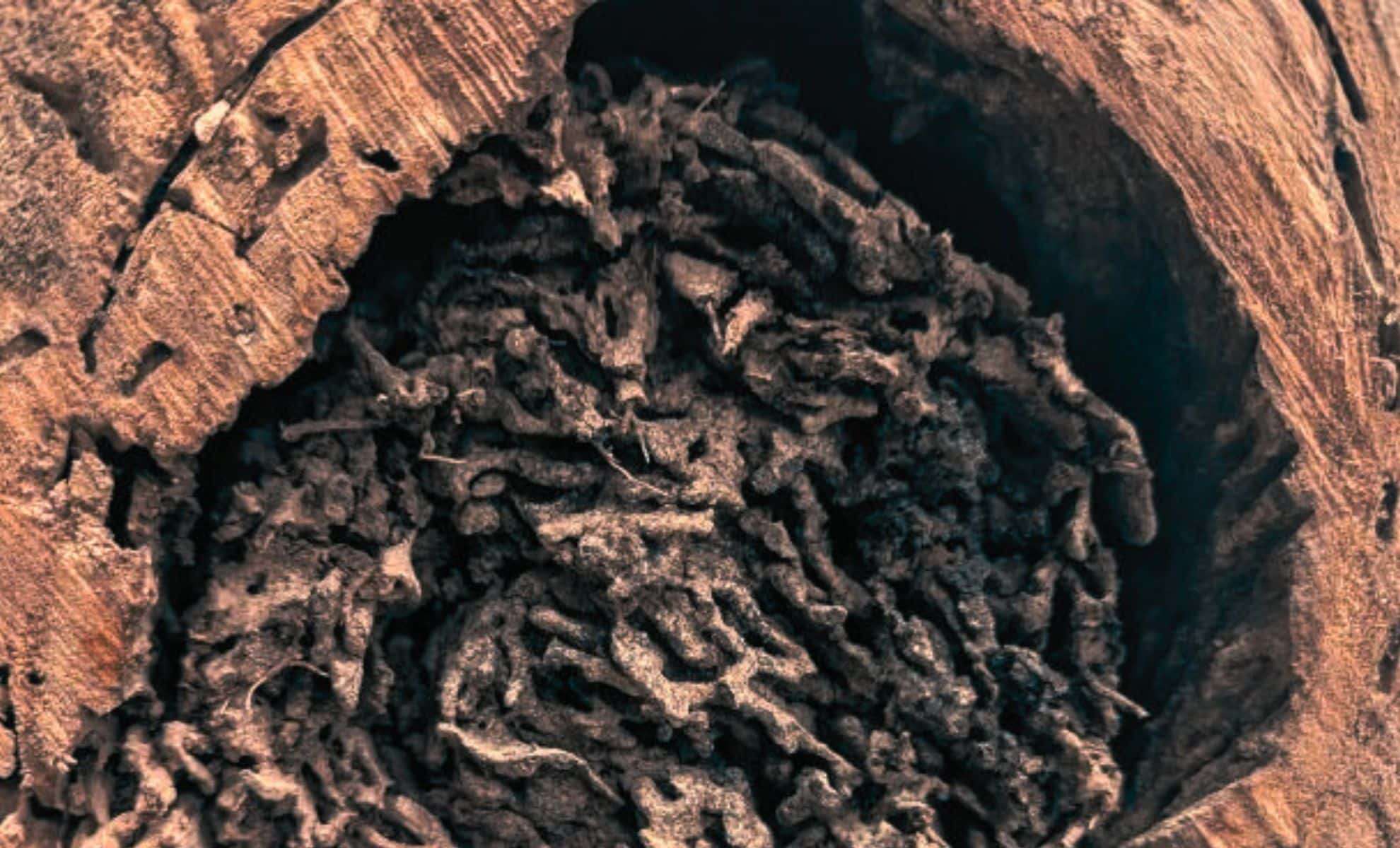 Researchers Warn of Rapid Spread of Resilient Hybrid Termite Species in Florida 