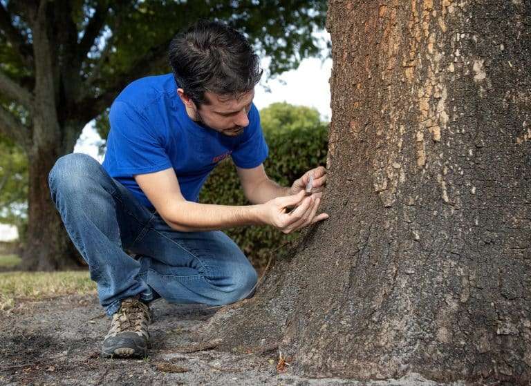 Thomas-Chouvenc-inspecting-a-tree-for-termites_Courtesy-UF-IFAS-Photography_-002-768x559-1-946d35f1dbbee147a45f04a0564ff583.jpg