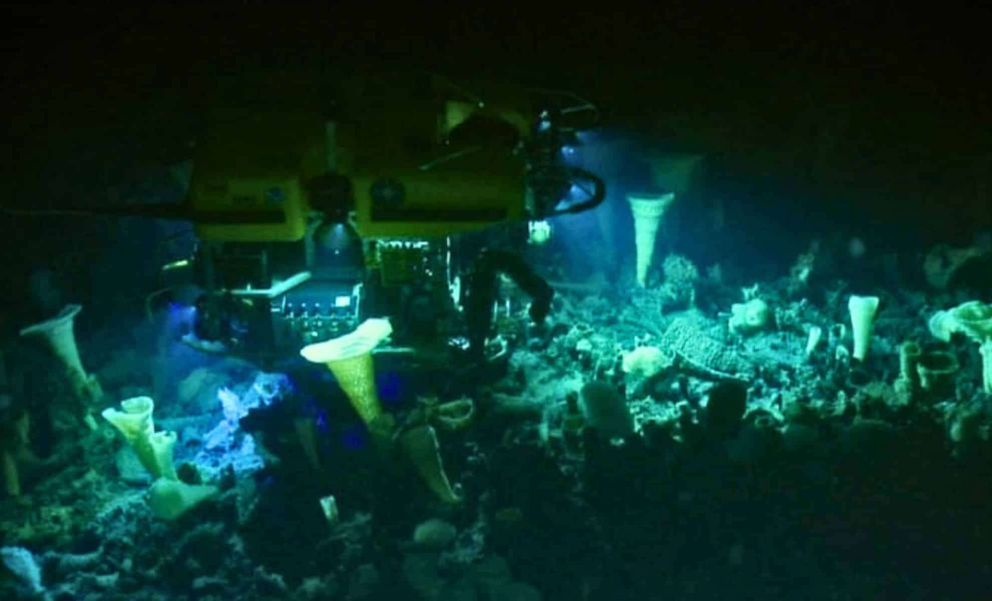 Uncovering Thousands of Giant Live Eggs on an Active Submarine Volcano: Revelations About Ocean Life 