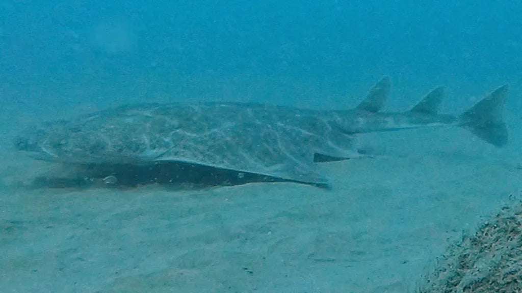 The-Angel-shark-was-filmed-on-a-seabed-video-camera-in-Cardigan-Bay-fd87e54759ab964ef5b69f3d407d825b.jpeg