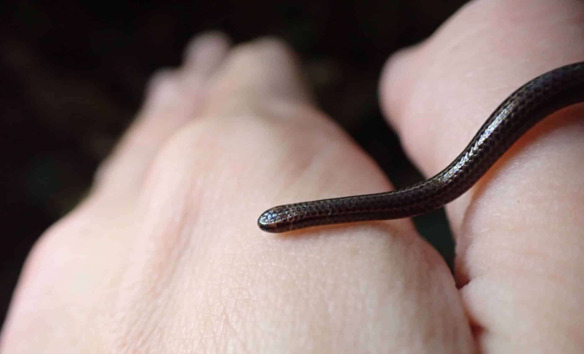 The Barbados Threadsnake: Rediscovered After Two Decades, Revealing Nature’s Smallest Serpent 