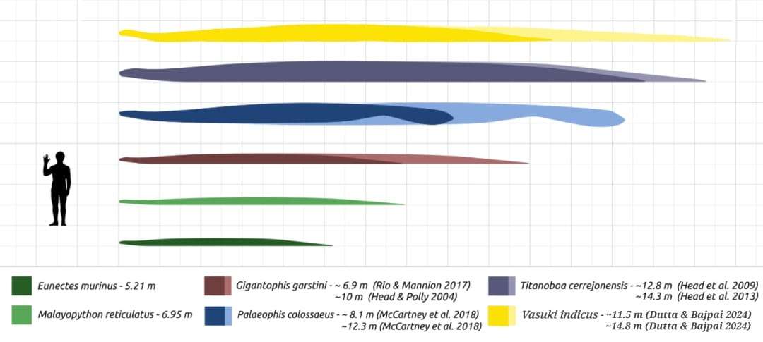 Size_comparison_of_largest_snakes-be001dc45edb1b19d77e24086b5a5aa4.jpg