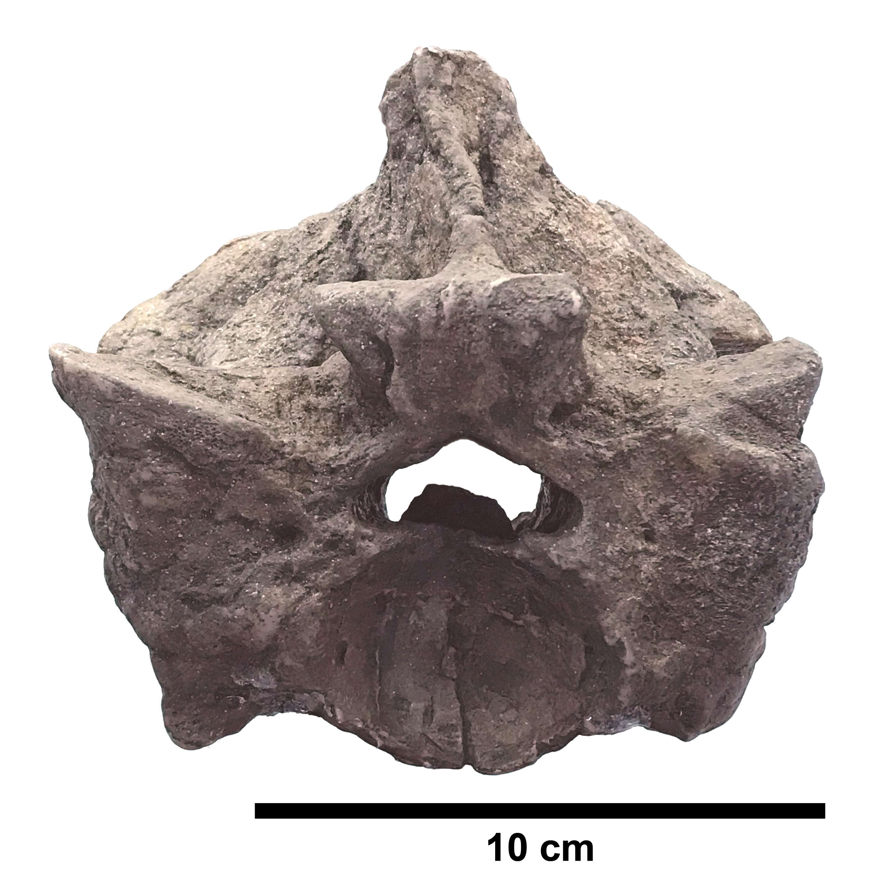 Titanoboa_paratype_precloacal_vertebra_UF-IGM_2_edited_with_scale_bar-8d1d8a7a6f8ad8225c9ab166bc27500d.jpg