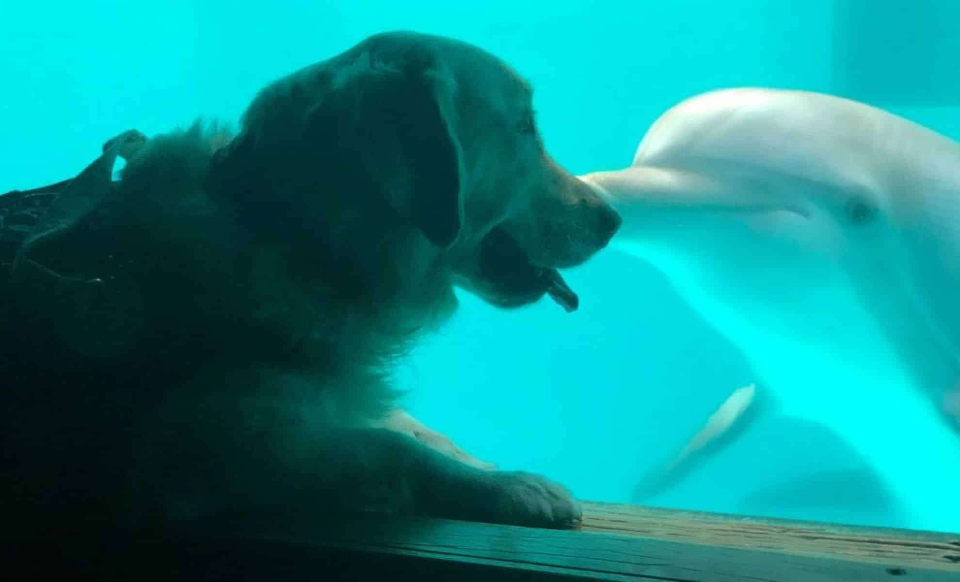 Dolphins Share an Extraordinary Moment with a Service Dog at the Aquarium 