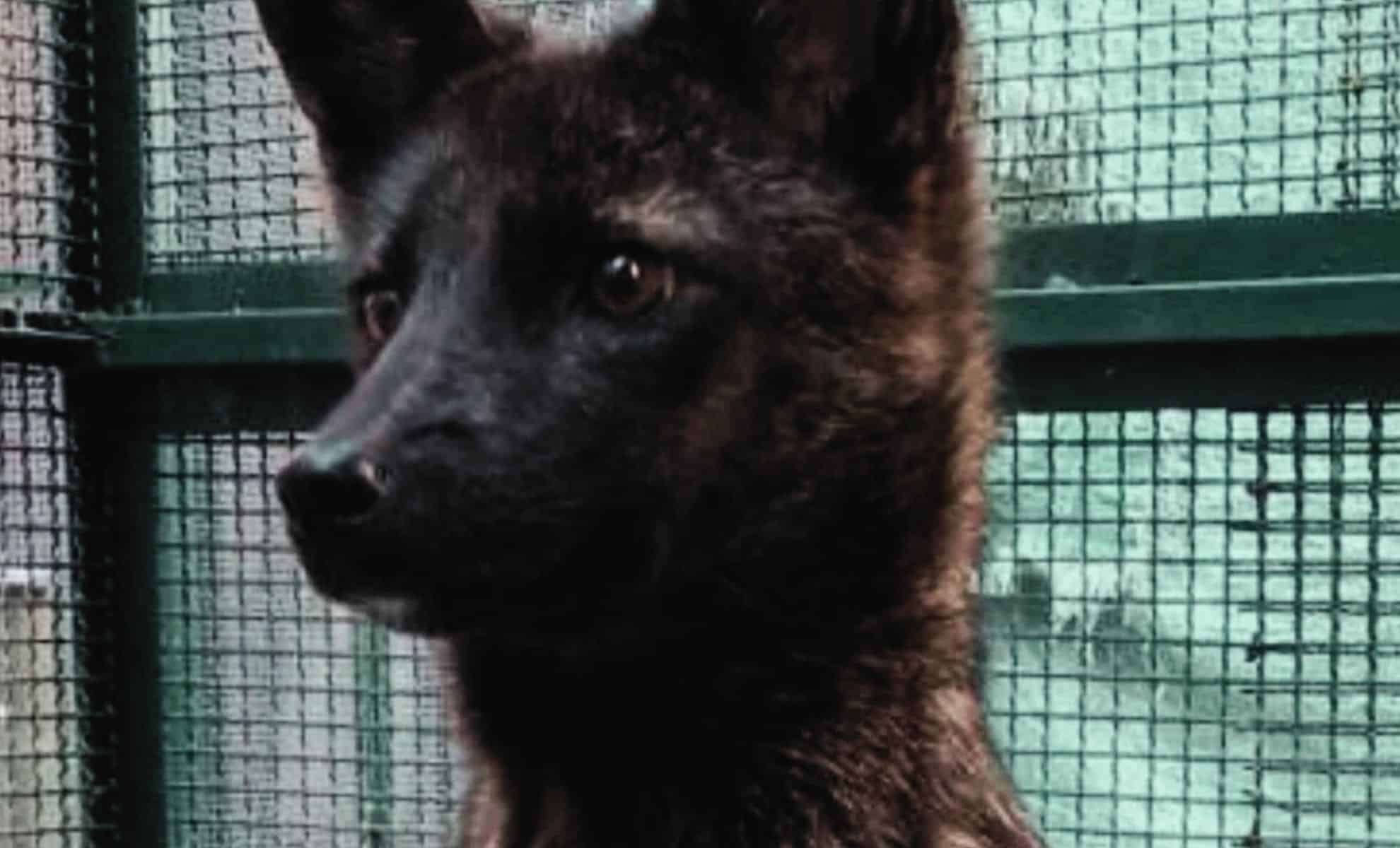 Meet the Dogxim: The First Known Hybrid Canid Raising New Ecological Concerns 