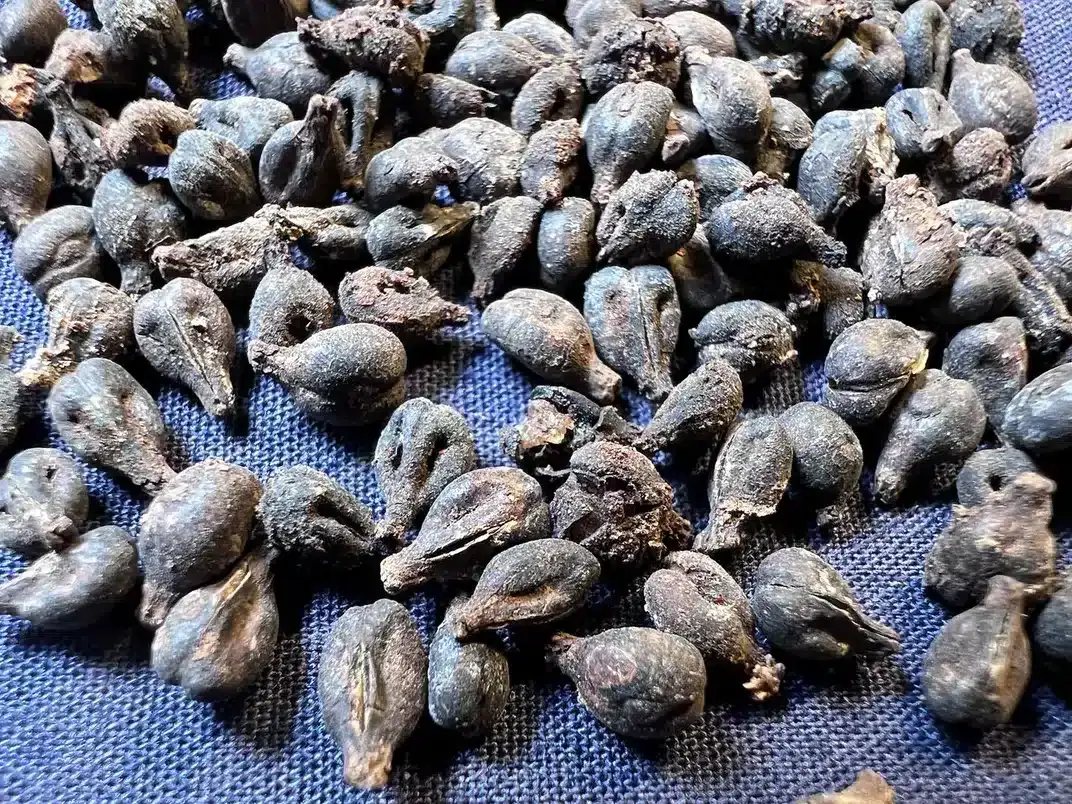 Preserved-grape-seeds-2d395c1e9040c98871bf4370ce04fb23.webp