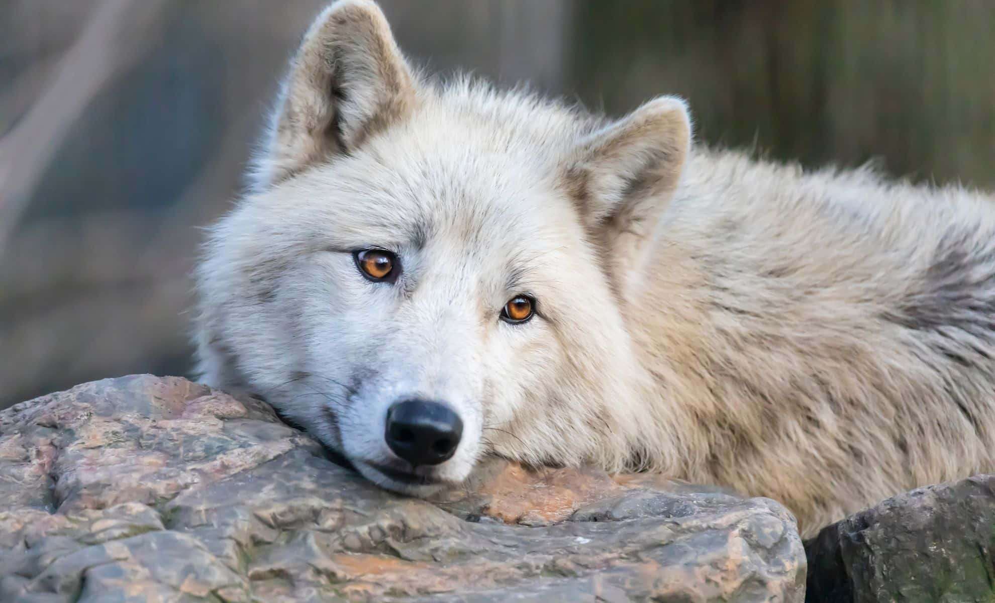 Unearthing the Ancient Origins of Greenland’s Iconic Sled Dogs 