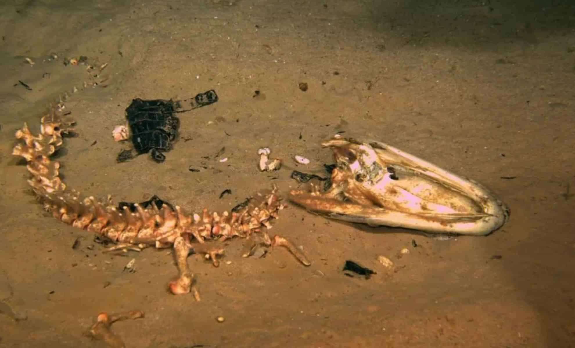 Deep-Sea ‘Zombie Worms’ Rapidly Consume Entire Alligator Carcasses 