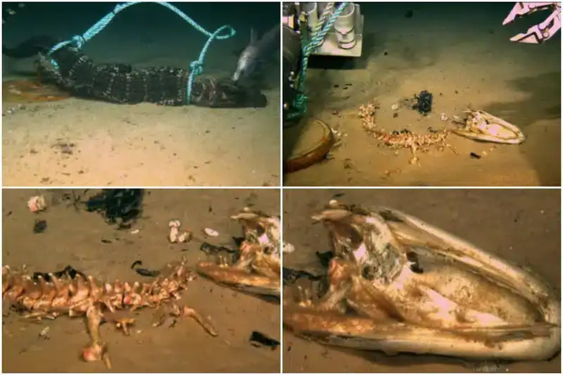 zombie-worms-devour-alligators-1e49c9fa9c78bb4c387a34bdf550b2f8.webp