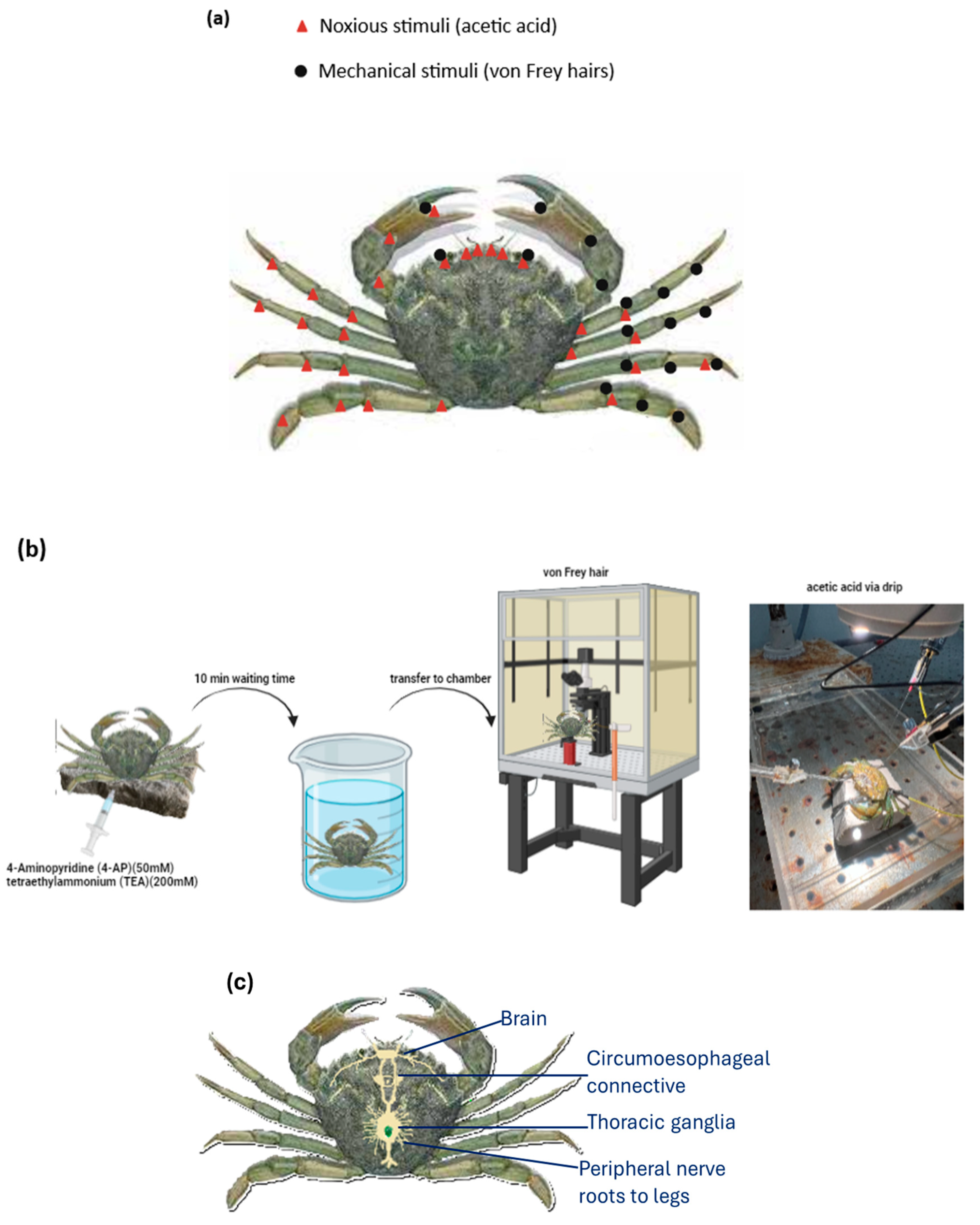 biology-13-00851-g001-1-db00d8dffb3a19dcfb1e38a461cf07fe.png