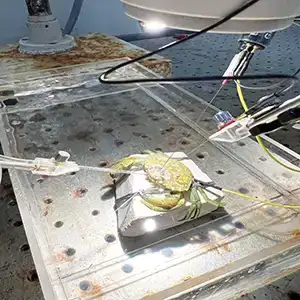 crabs_feel-pain_electrodes_shore-crab_Eleftherios-Kasiouras_1s-3ff18e97299c3508d351a3e79da8e695.webp