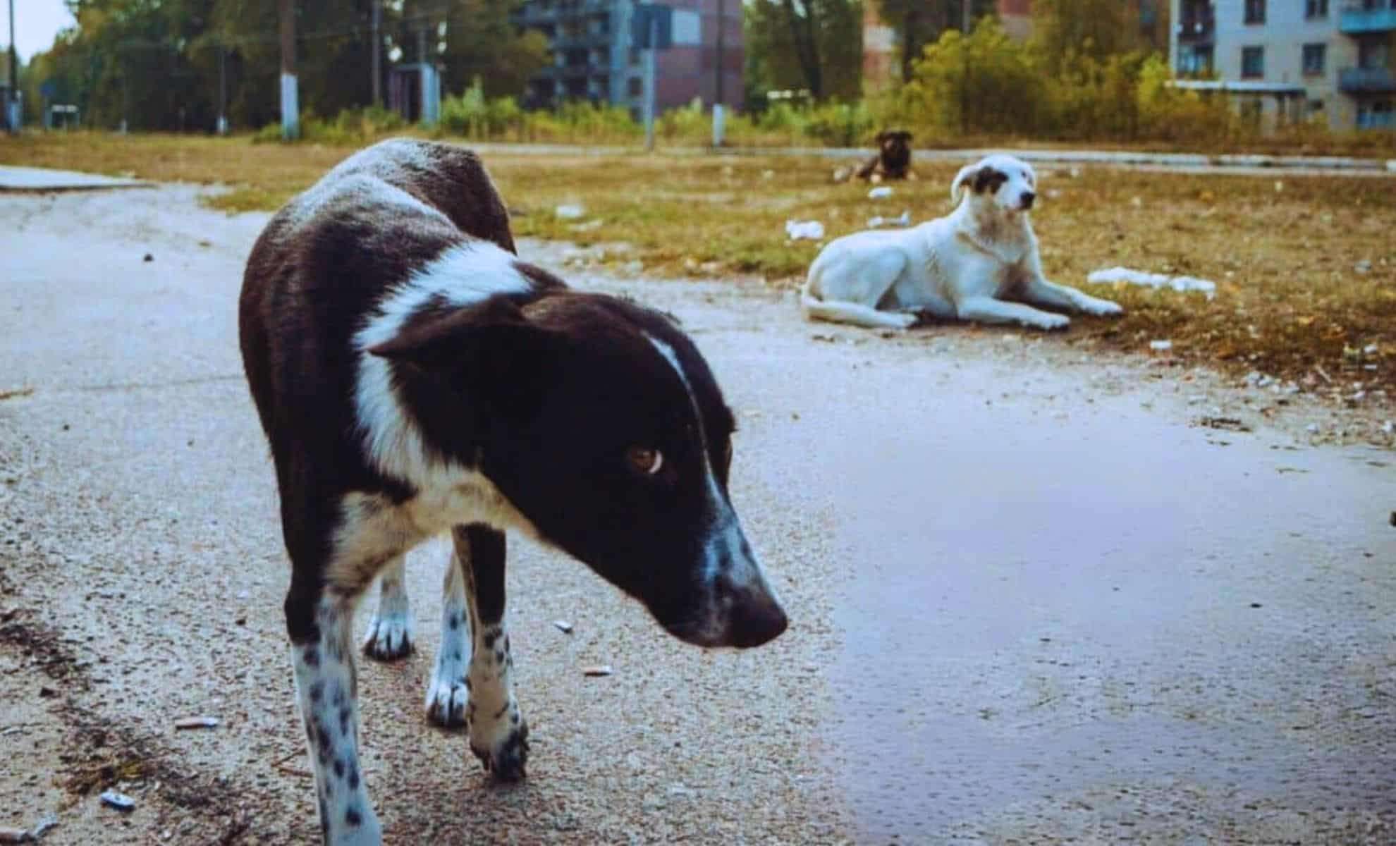 Rapid Genetic Shifts in Chernobyl Dogs Reveal Radiation's Impact on DNA 