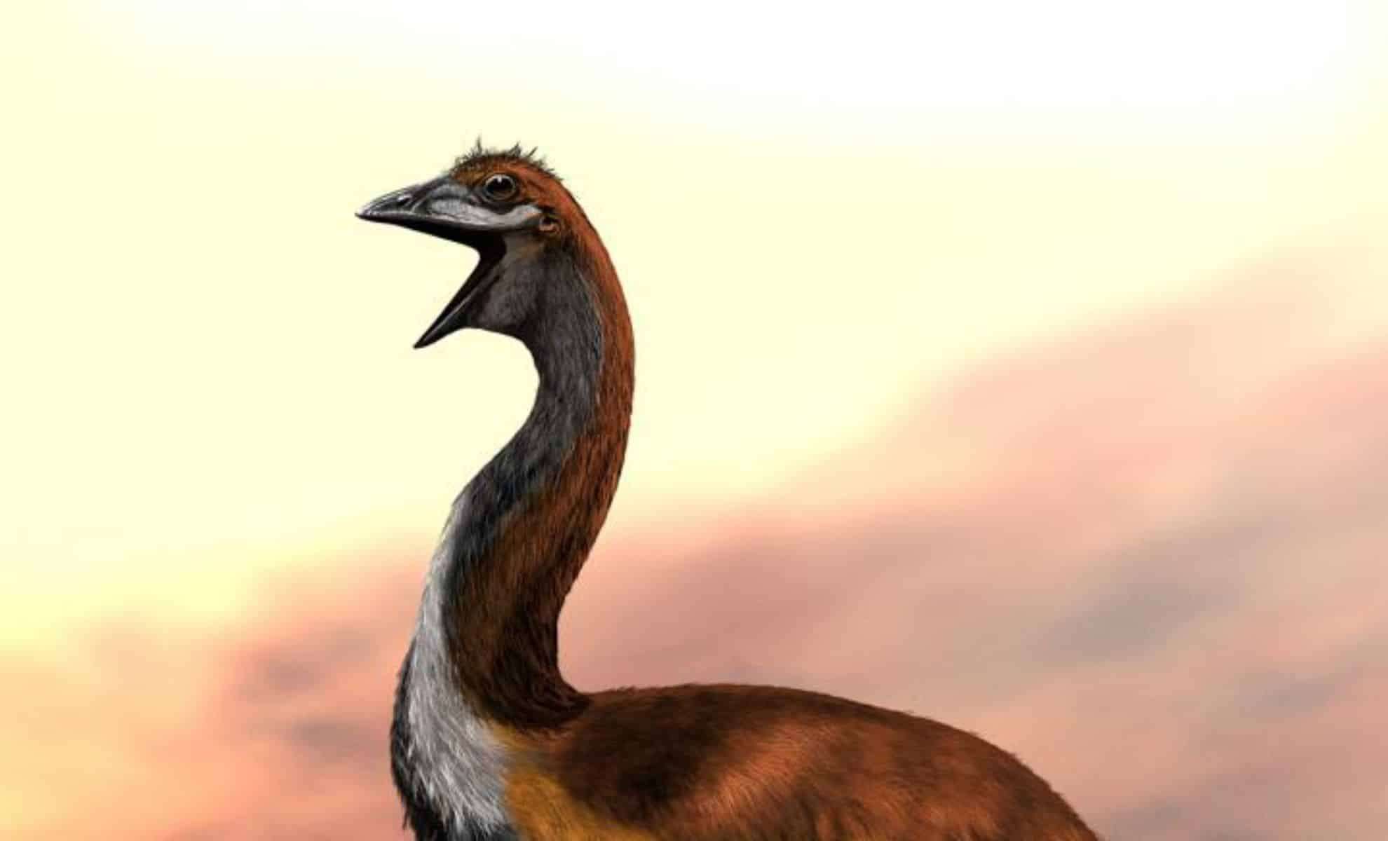 Discovering the Elephant Bird: Madagascar’s Gigantic Flightless Giant 
