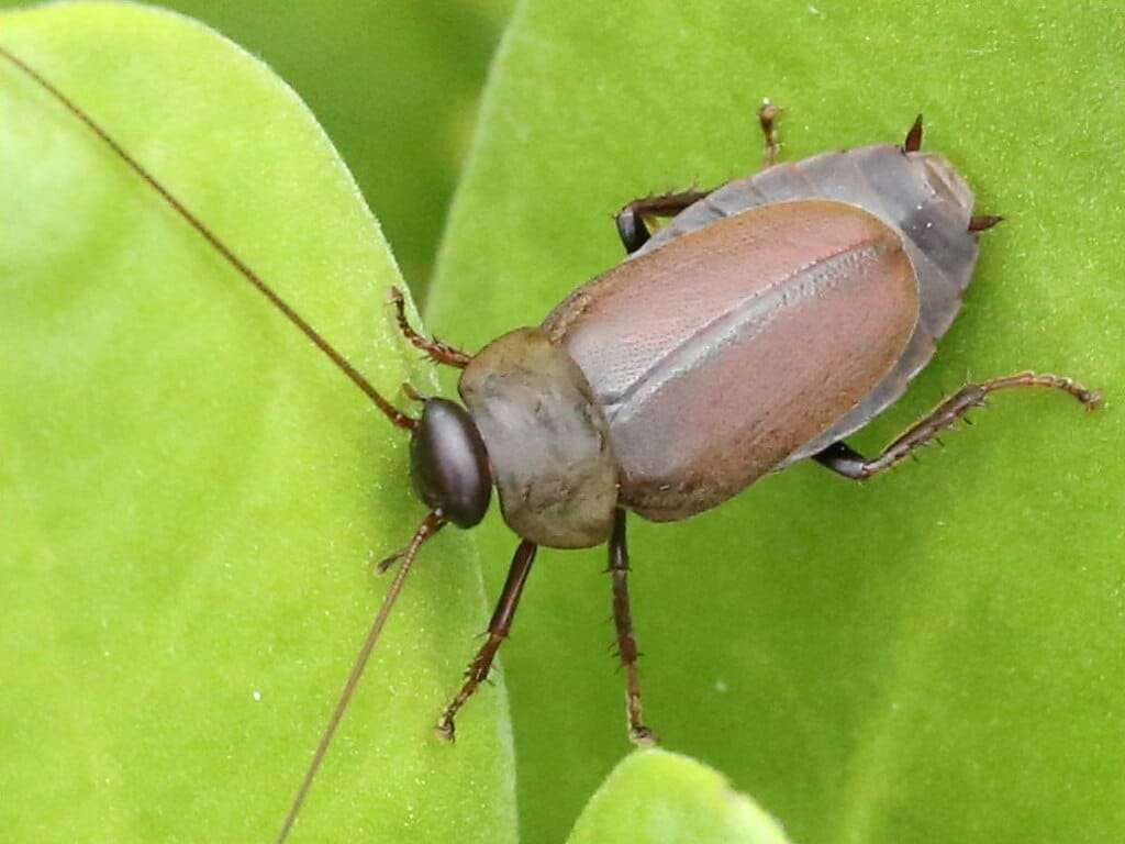 Diploptera_punctata_adult-47e6e37507db6ae4638bae31a35f53ad.jpg