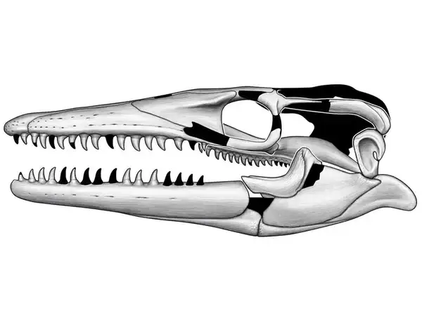 A-line-drawing-of-the-skull-of-Jormungandr-walhallaensis-1518aa40859ac7bd569bd9a3be415b62.webp