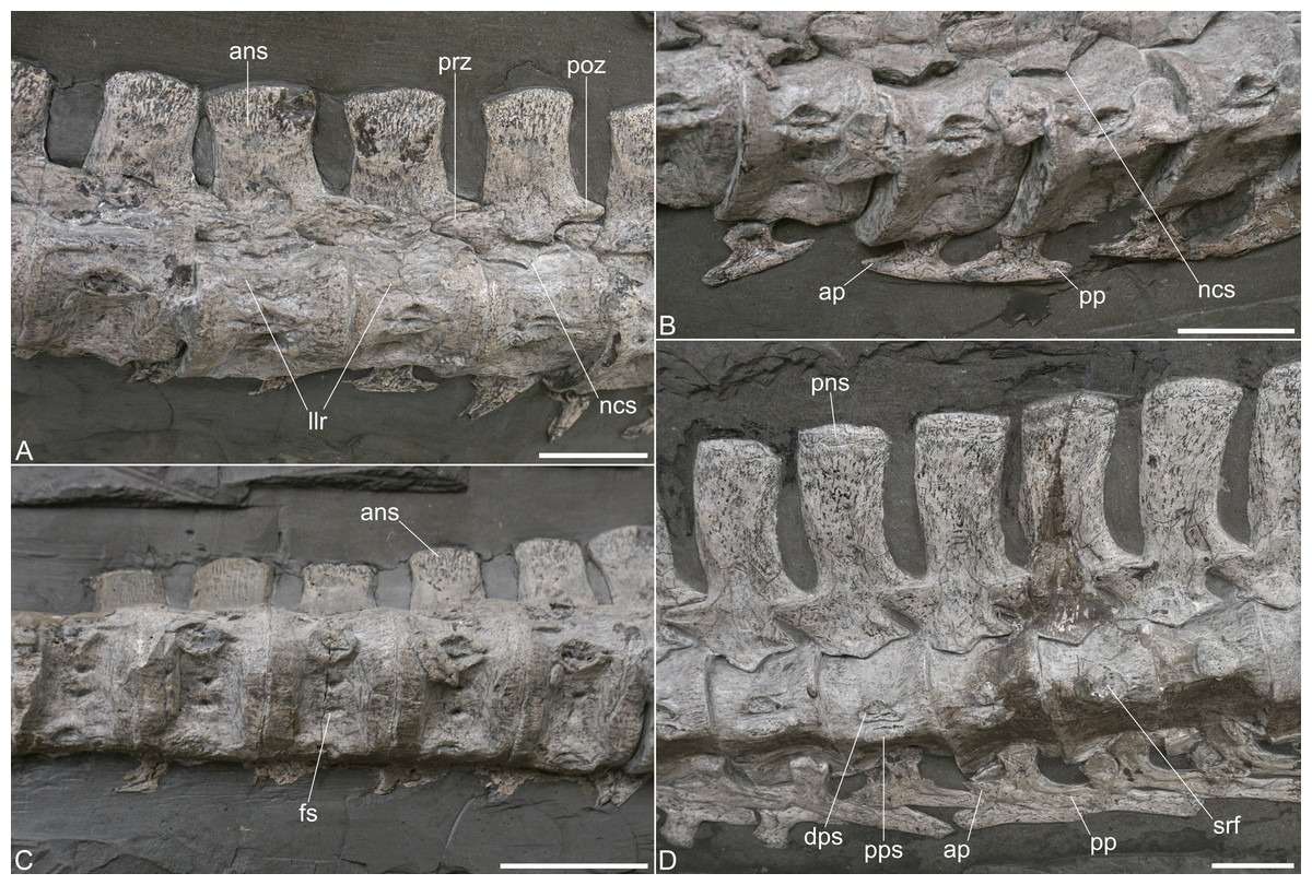 Cervical-vertebrae-of-Plesionectes-longicollum-3811bbf718353ccacdfb0bbe2a626396.jpeg