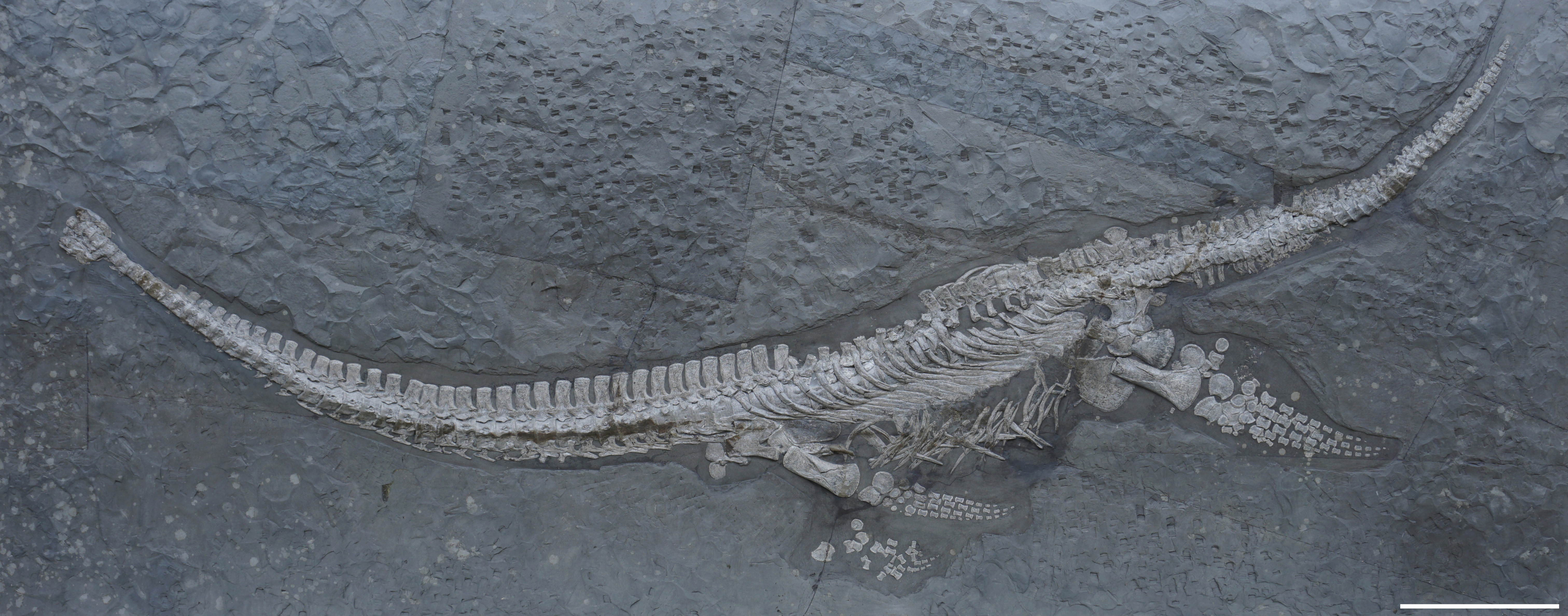 Skeleton-of-Plesionectes-longicollum--adafa97ea91d1d13d80c2eb718d42875.png