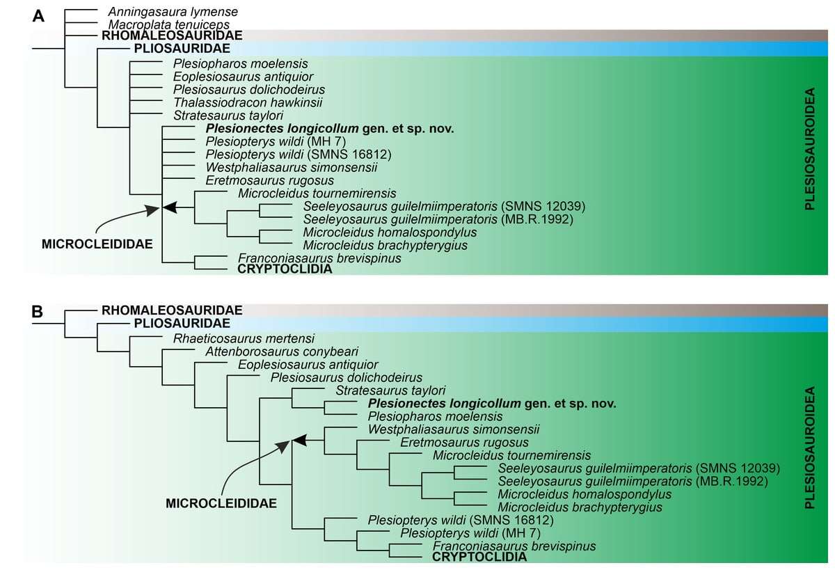 The-phylogenetic-placement-of-Plesionectes-longicollum-eec1d2dd5eba94dbffbeed45eff243ea.jpg
