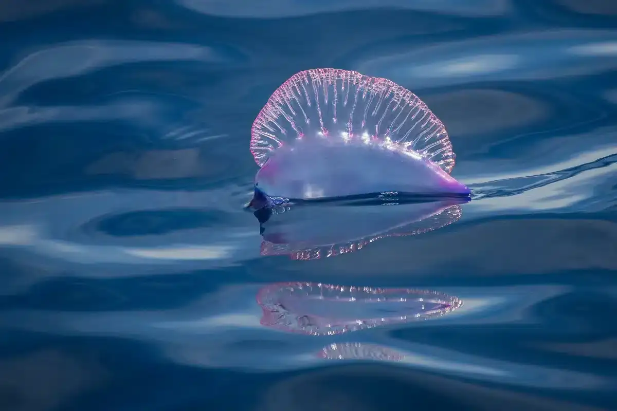 The Invasion of Portuguese Man o’ War Threatens Bay of Biscay Beaches 