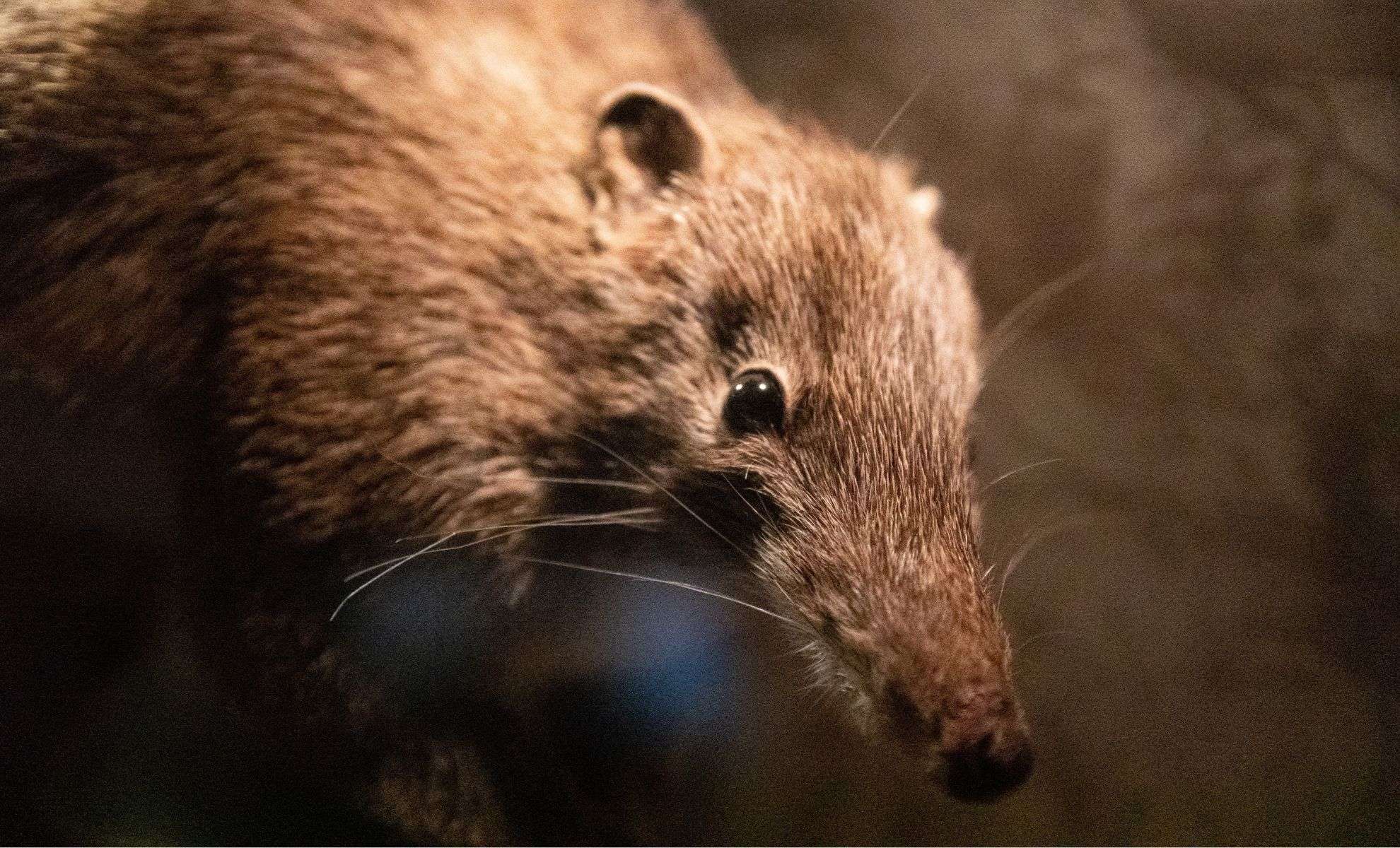 Newfound 74-Million-Year-Old Mammal Sheds Light on Dinosaur-Era Ecosystems 
