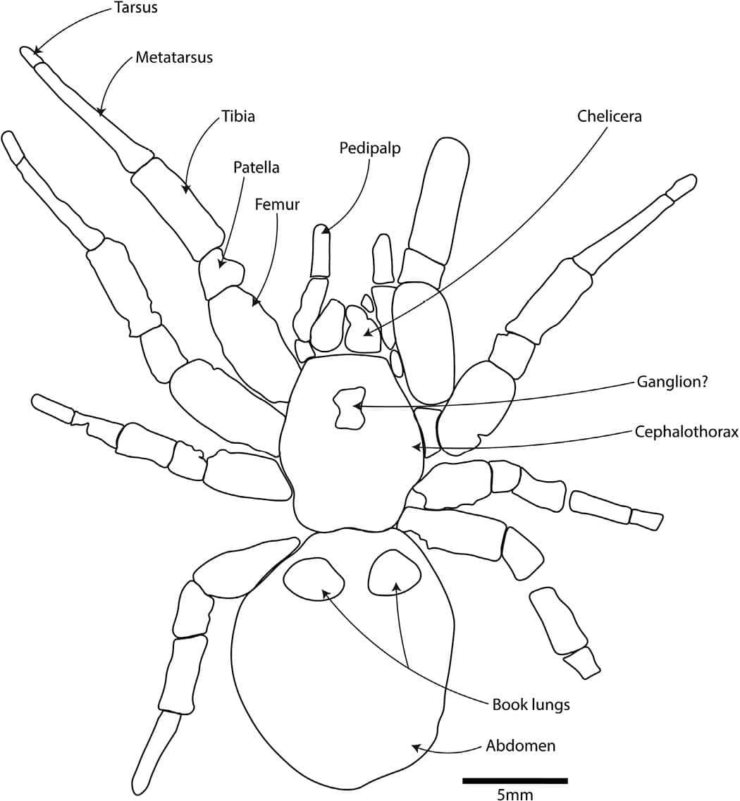scientists-uncover-a-prehistoric-spider-so-massive-it-might-have-stalked-dinosaurs-9c4b8aaa11f4c23829cf7409b0f81060.jpeg