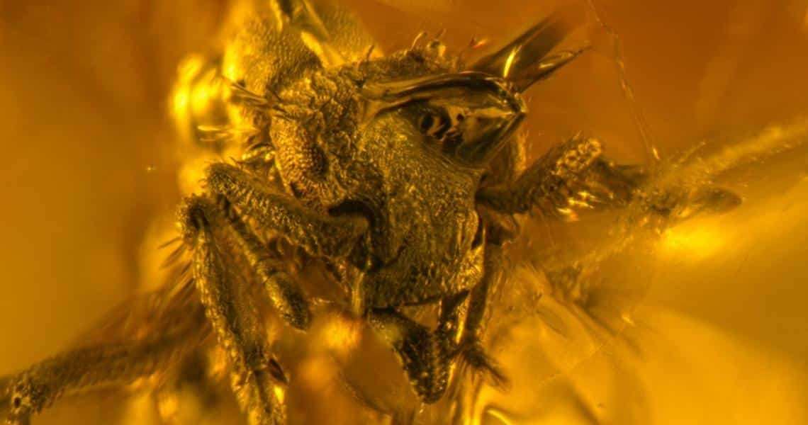 Photomicrograph-of-Basiceros-enana-3869578db879e3787bd25b27fc4fe7d0.jpg
