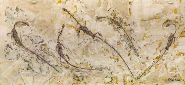 fossile-tetes-doubles-246cd9426aa4dbebef218187fdc5e51a.jpg