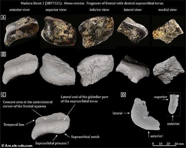 Buried-under-silt-for-140000-years-the-skull-was-only-recently-confirmed-as-Homo-erectus-6c97ed733170edbe666b4360fb7e9572.jpeg