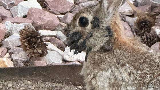 Rabbits-tentacles-mc-250813-be704d-2564101a0e4f3ef76132ba2b906d8e21.jpg