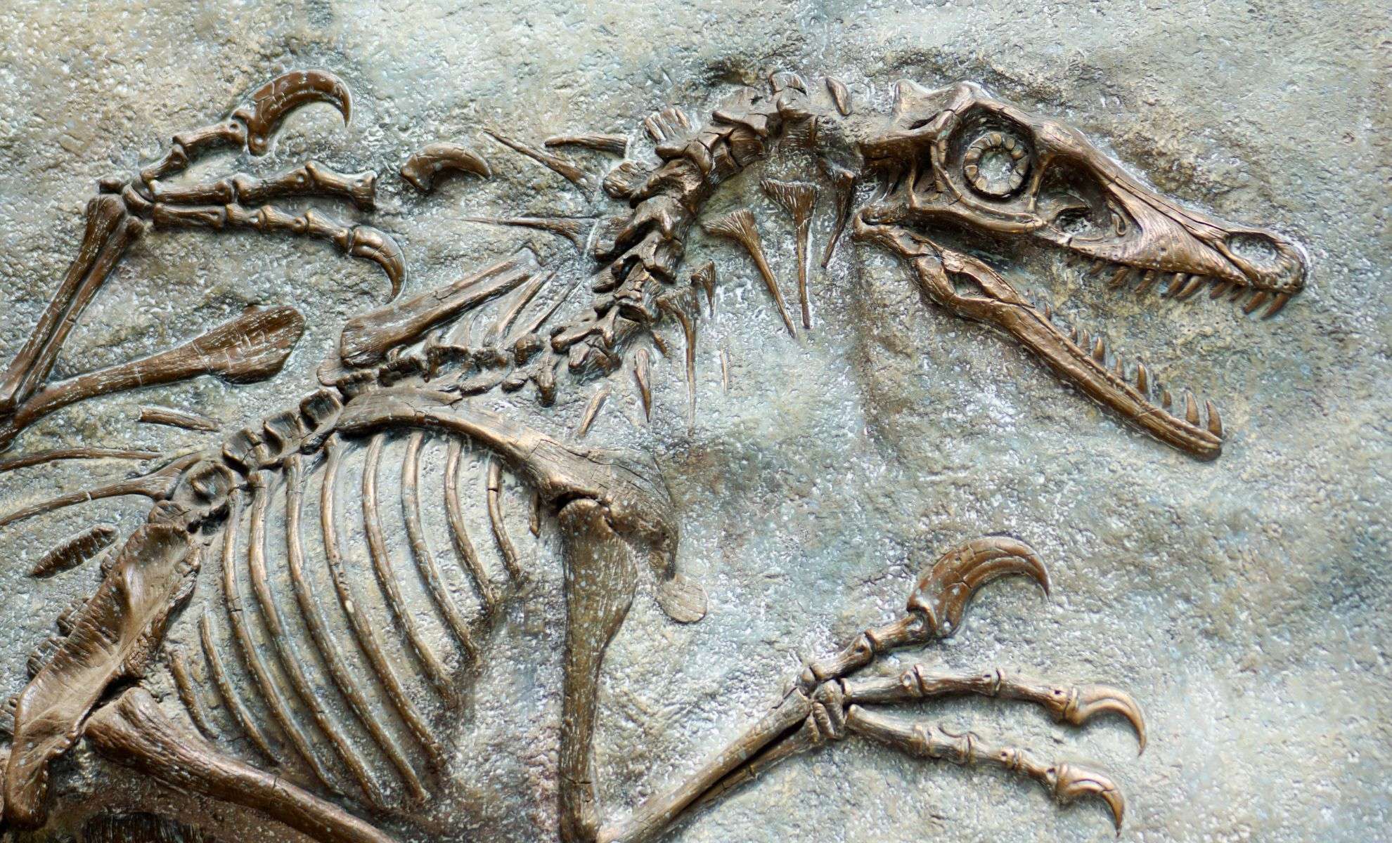 Dinosaur Skull Sail Likely Served as a Stunning Mating Display 