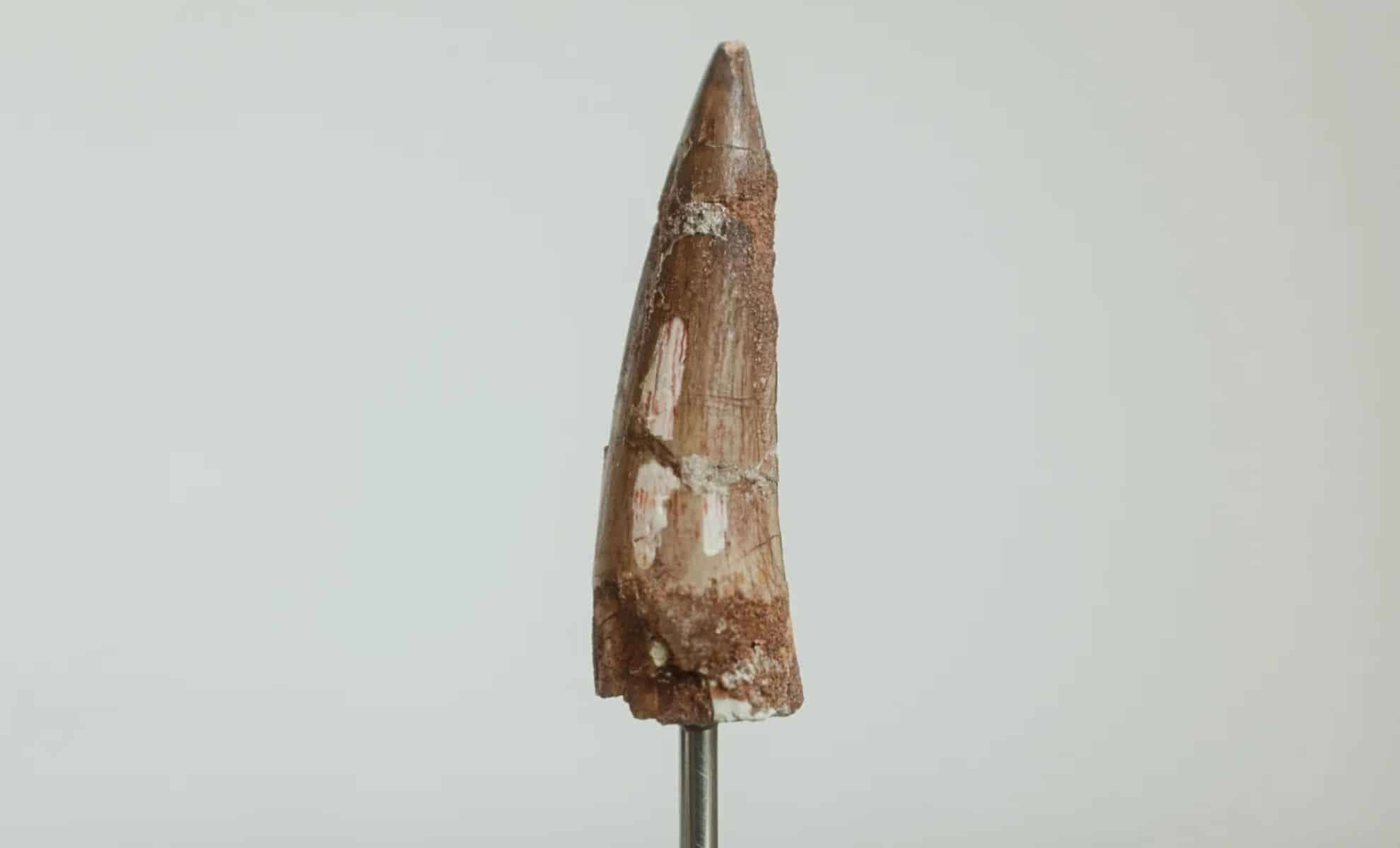 The Unexpected Story Behind a Rare Dinosaur Tooth Purchase 