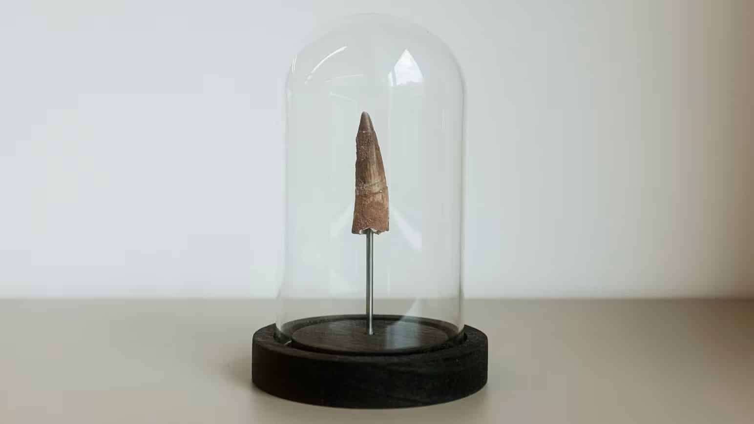 fossil-jacopo-prisco-6246828452c1e334ea9554677024e751.jpeg