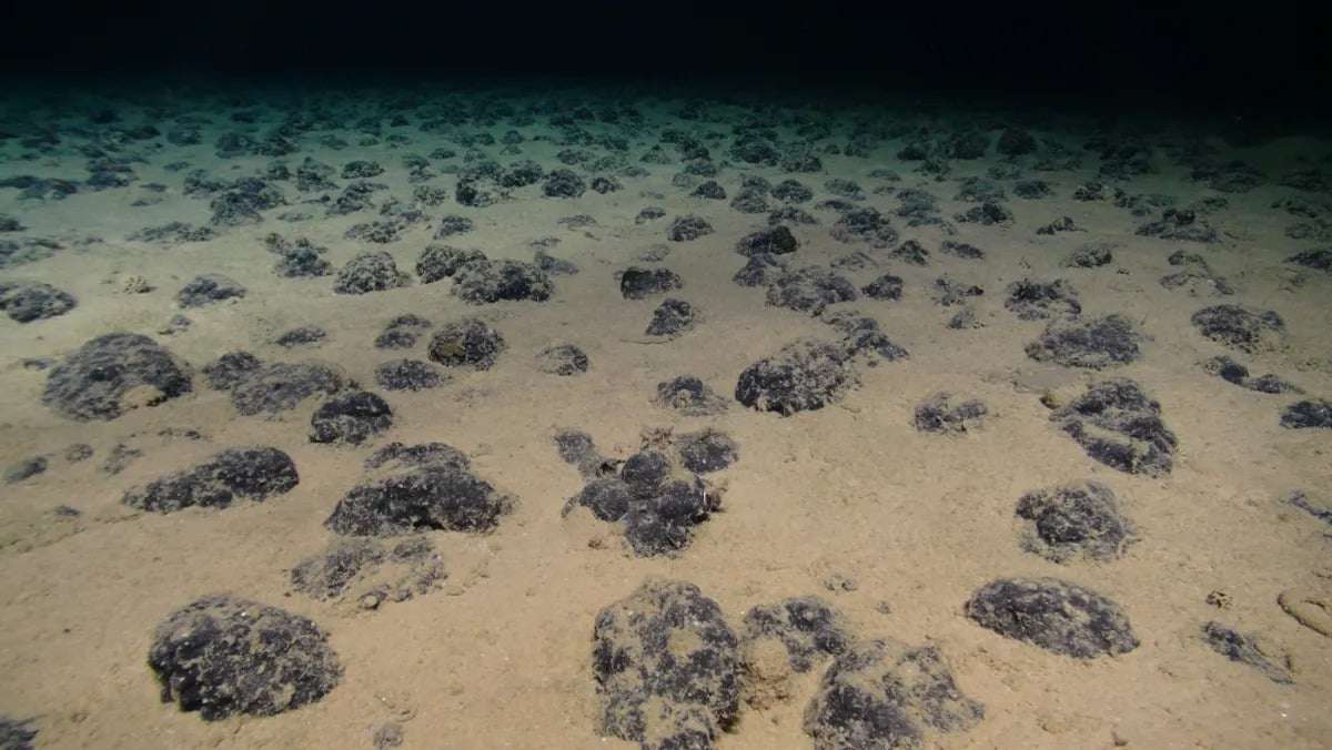 battery-metal-rich-deep-sea-potatoes-0fe4073508d2dced69c620dd6b89860c.jpeg