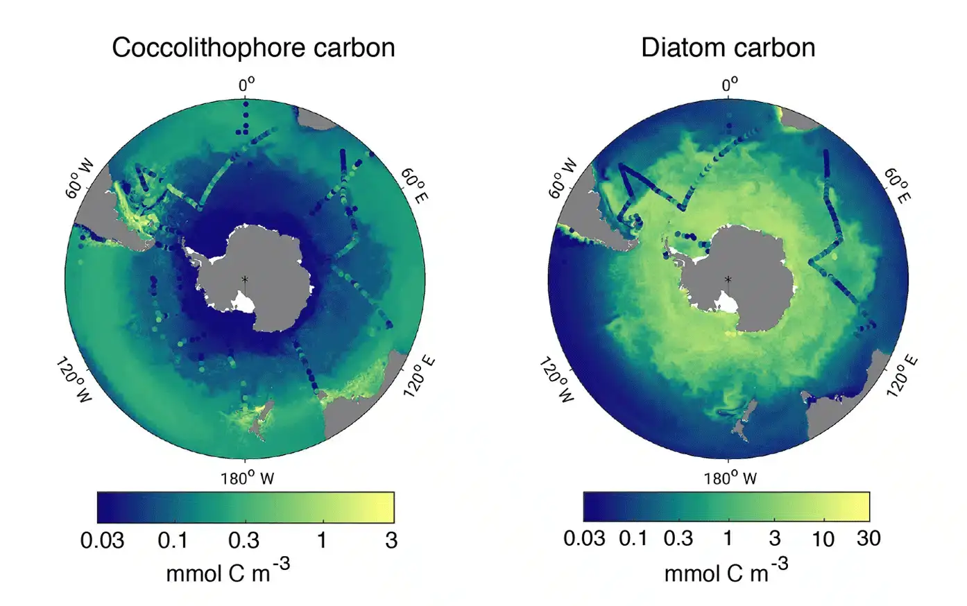 Coccolithophores_and_diatoms_in_the_Southern_Ocean-e61859801c1cd706af42fd88bf0450bd.webp