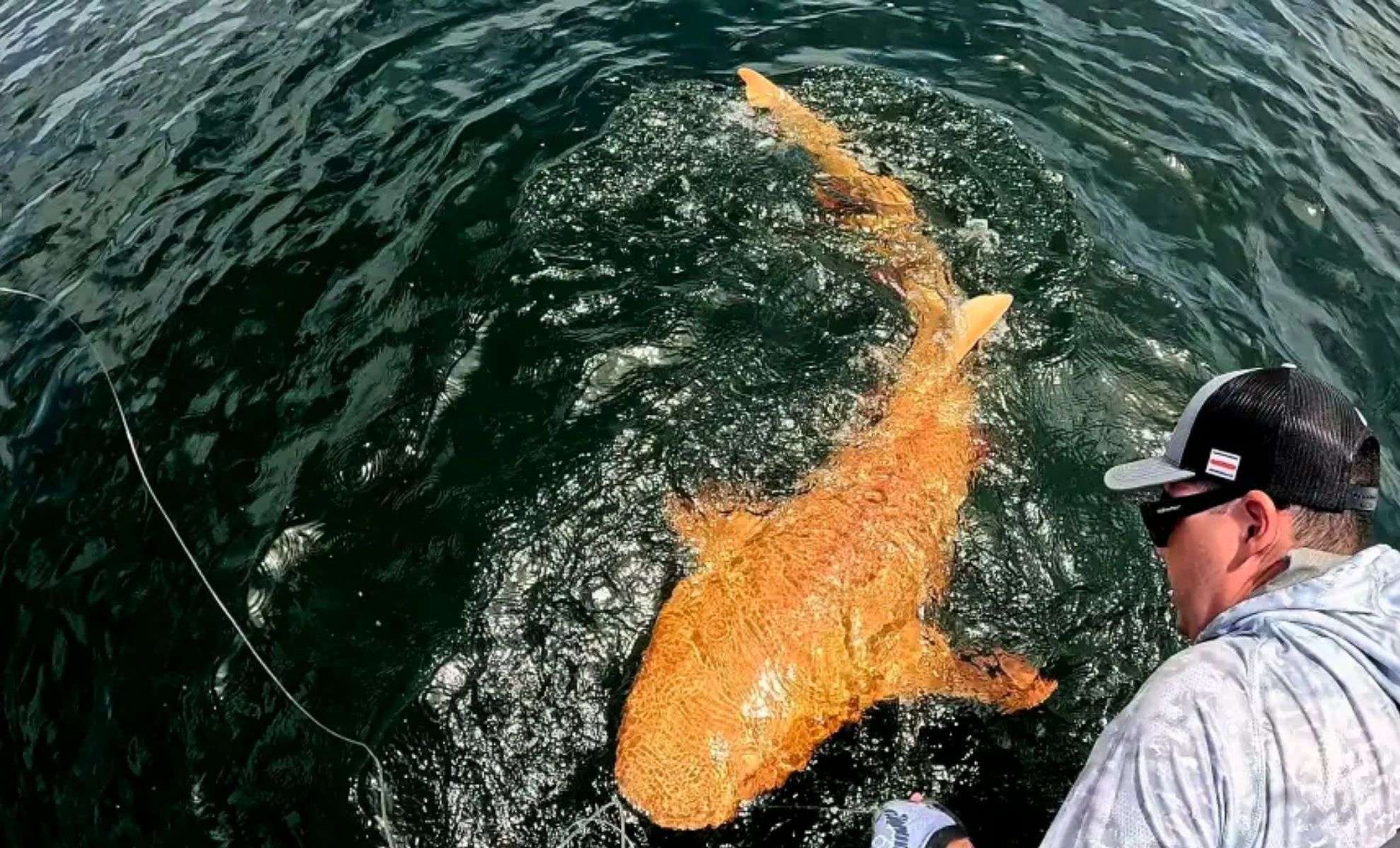 Striking Discovery: Rare Orange Nurse Shark With White Eyes Found Offshore Costa Rica 