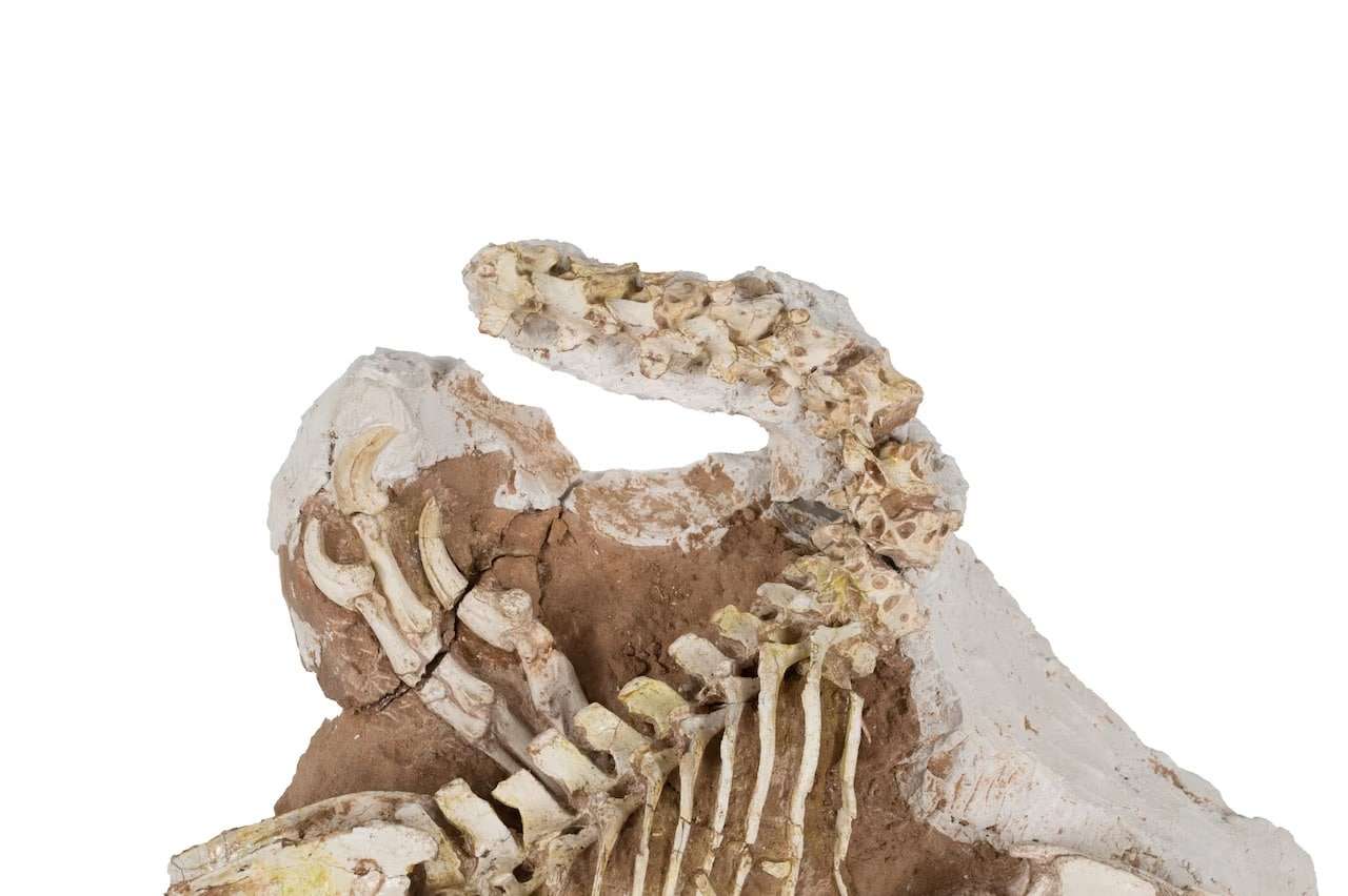 Thierry-Hubin-Royal-Belgian-Institute-Of-Natural-Sciences-1-398ba559314b6d70b42f8644023b4af7.jpeg