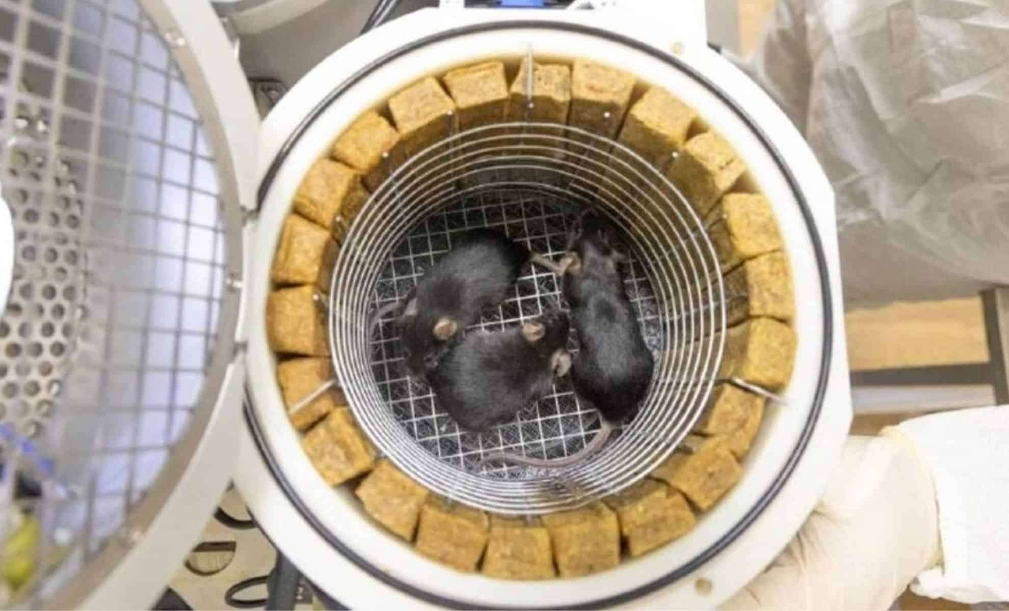 Russia’s ‘Noah’s Ark’ Mission to Investigate Space Radiation Effects on Life and Lunar Materials 