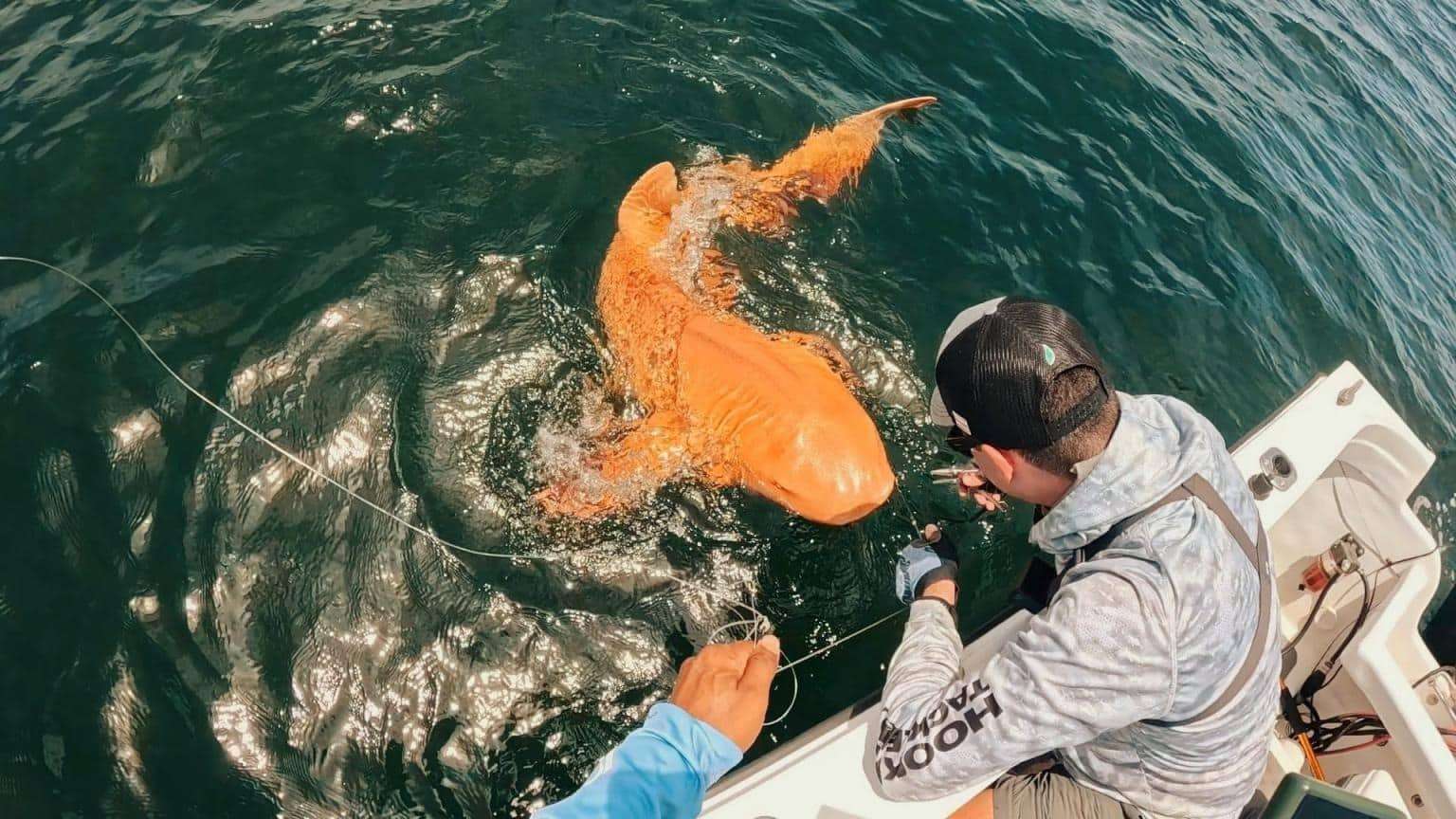 nurse-shark-with-vivid-orange-skin-c1f96f94b6d06ee49cf2fd451513048e.jpeg