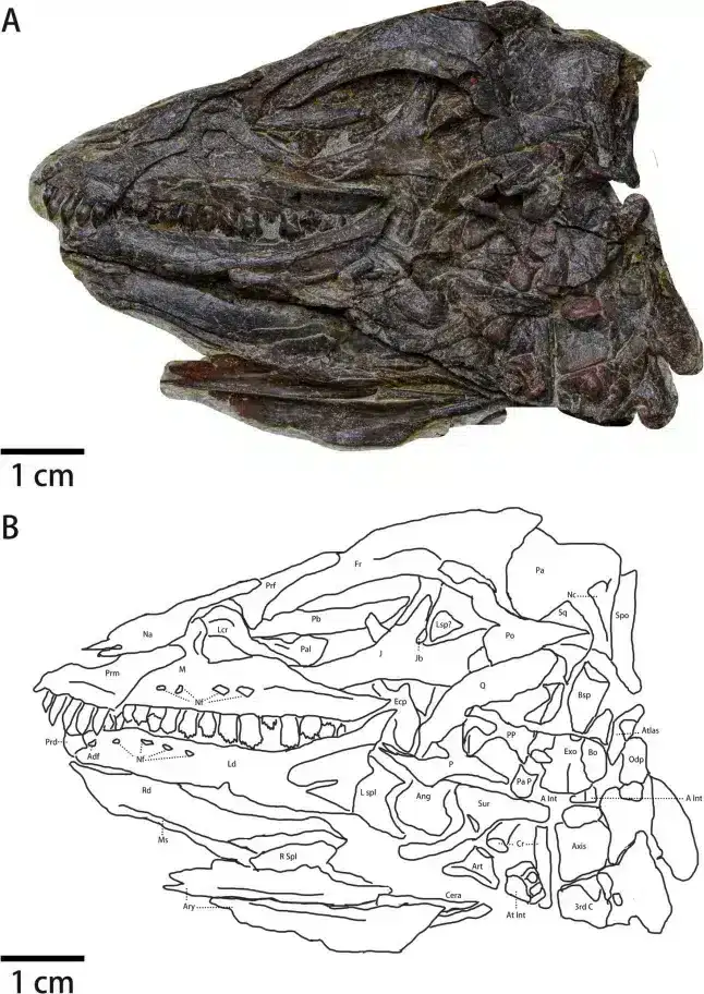 The-skull-of-Pulaosaurus-7511f5dd78e5a3d12ada0137870b2829.webp